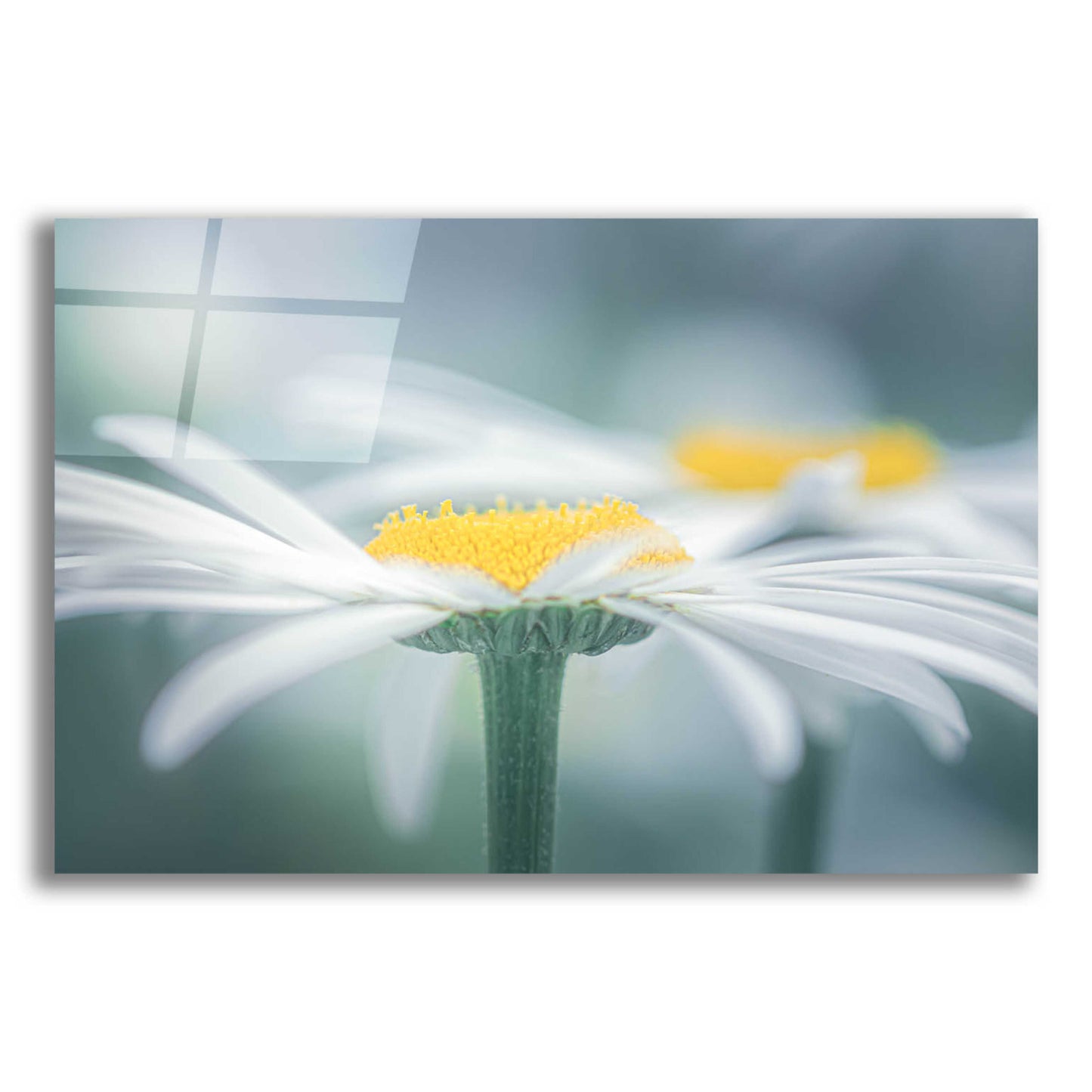 Epic Art  'Two Daisies'  by Don Schwartz, Acrylic Glass Wall Art,16x12