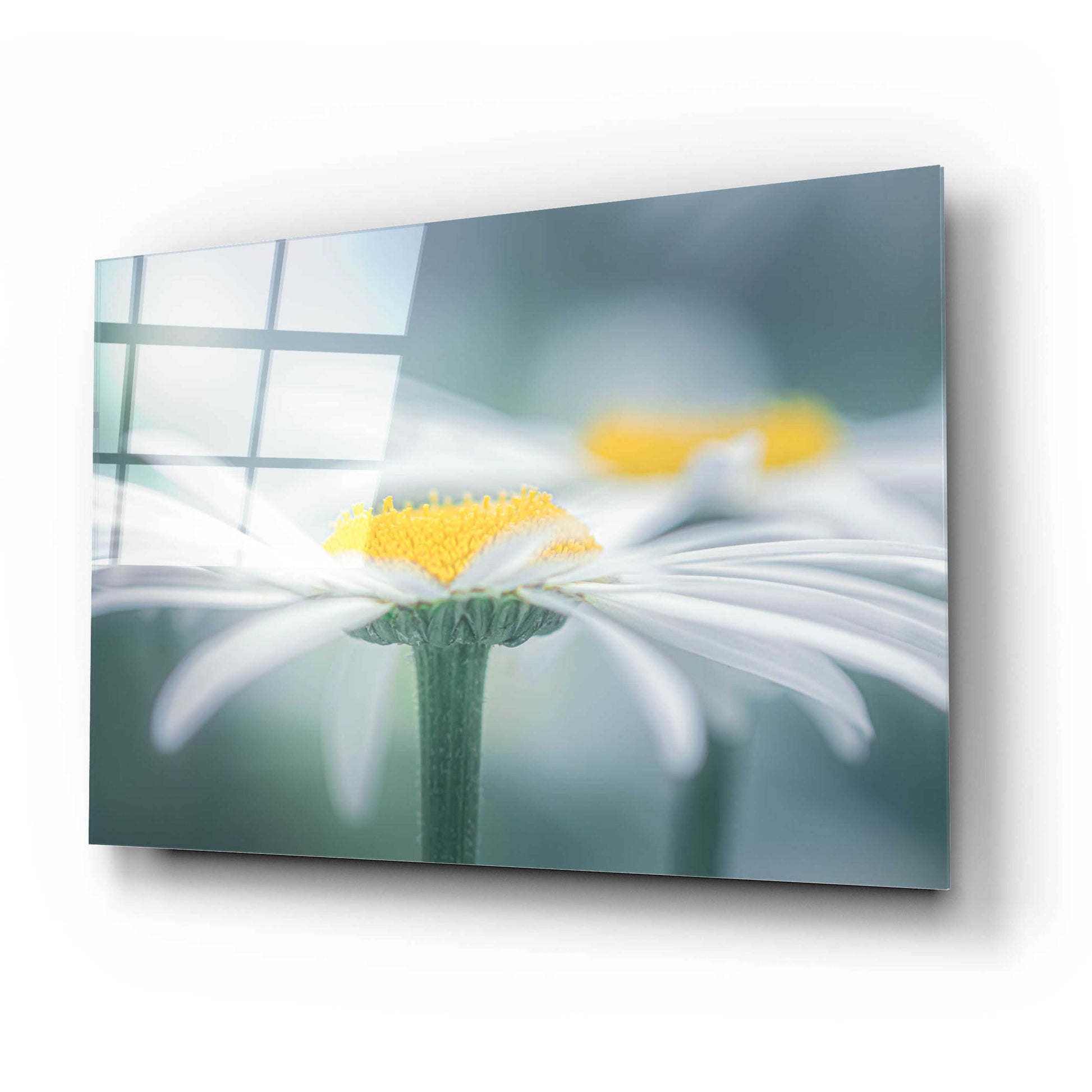 Epic Art  'Two Daisies'  by Don Schwartz, Acrylic Glass Wall Art,24x16