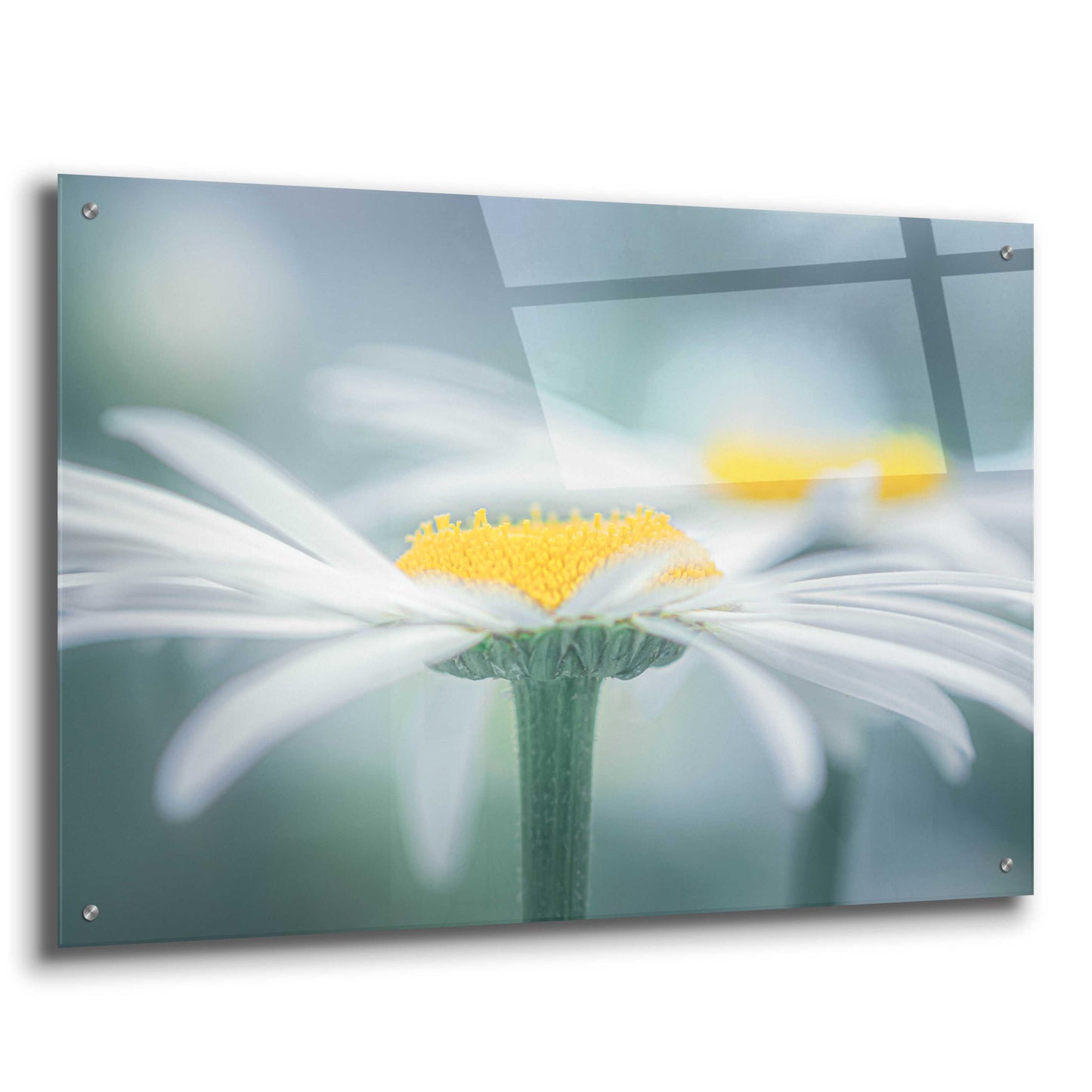 Epic Art  'Two Daisies'  by Don Schwartz, Acrylic Glass Wall Art,36x24