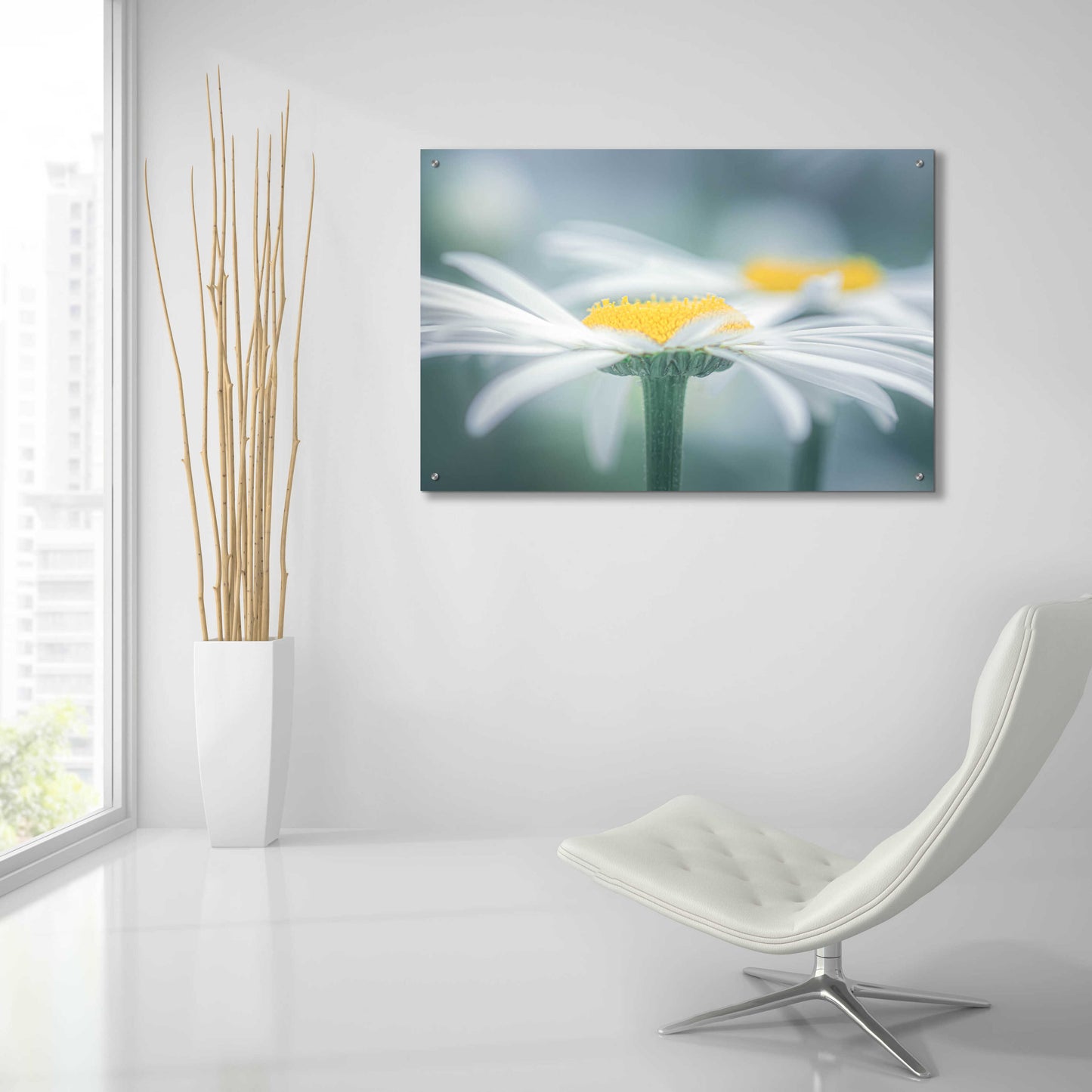 Epic Art  'Two Daisies'  by Don Schwartz, Acrylic Glass Wall Art,36x24