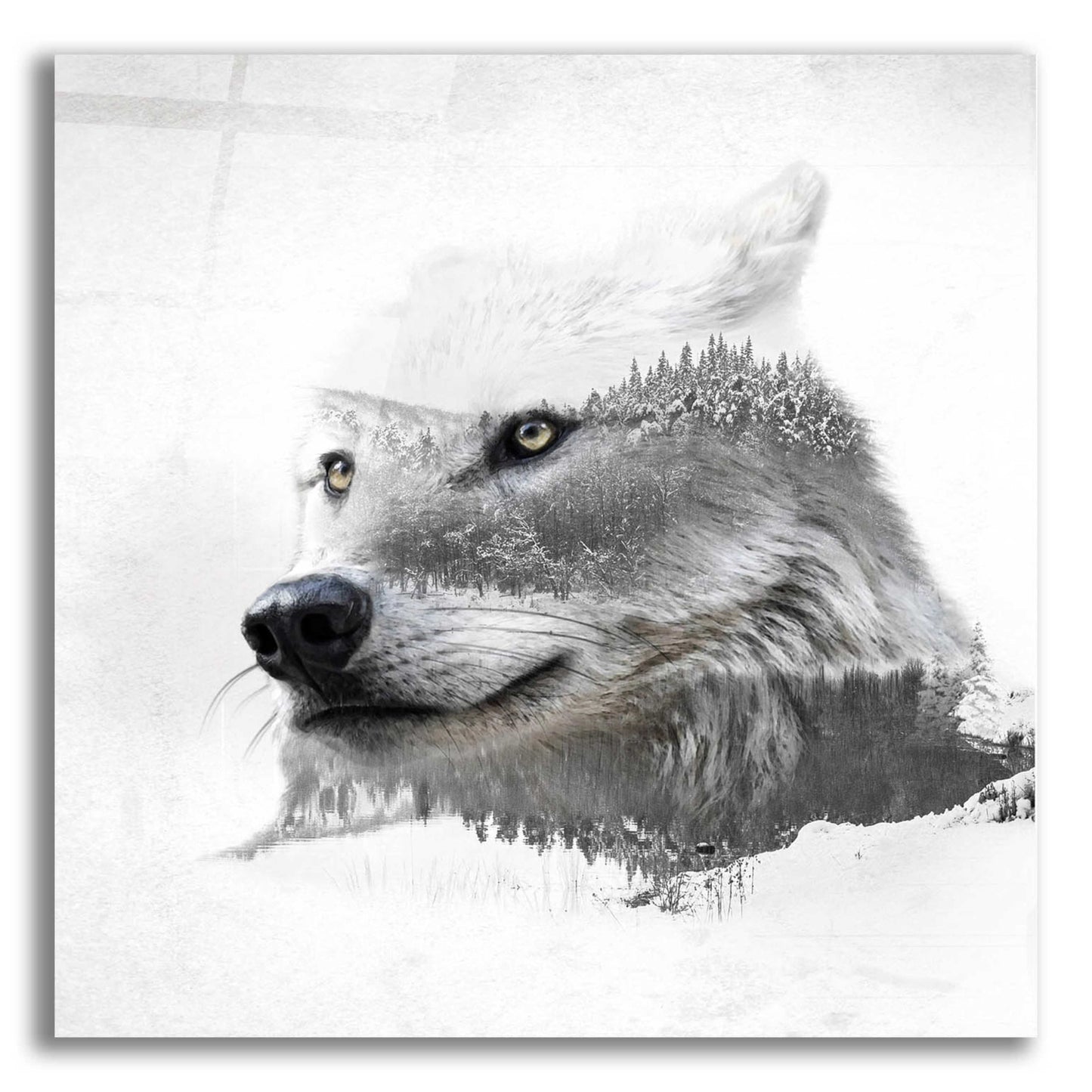 Epic Art 'Wolf In Ice' by Karen Smith Acrylic Glass Wall Art