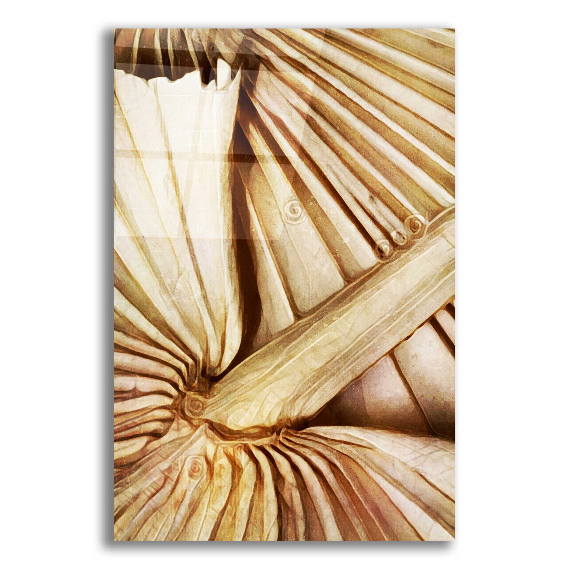 Epic Art 'Natural Dried Palms 2' by Ashley Aldridge Acrylic Glass Wall Art