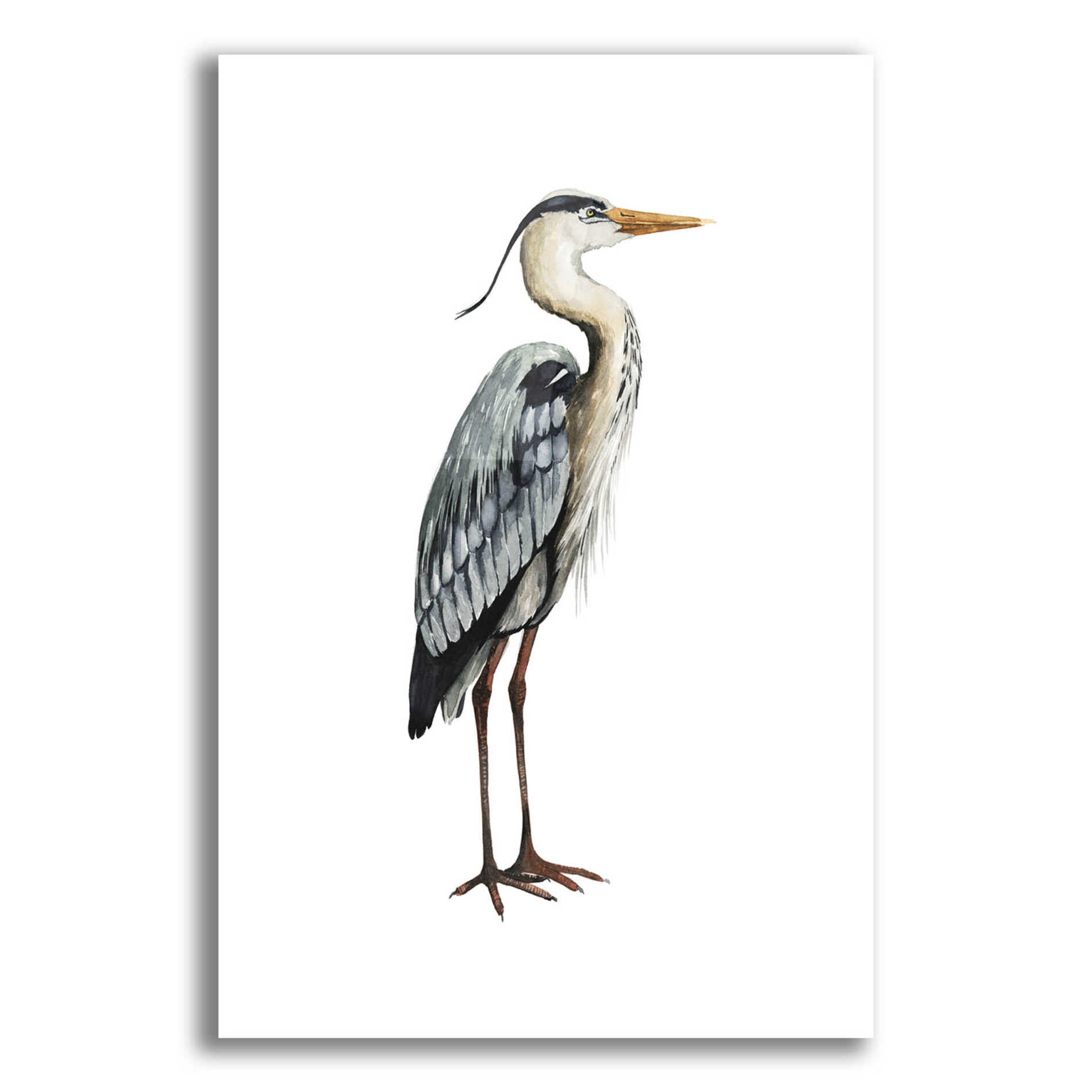 Epic Art 'Sea Bird V' by Grace Popp, Acrylic Glass Wall Art,16x24