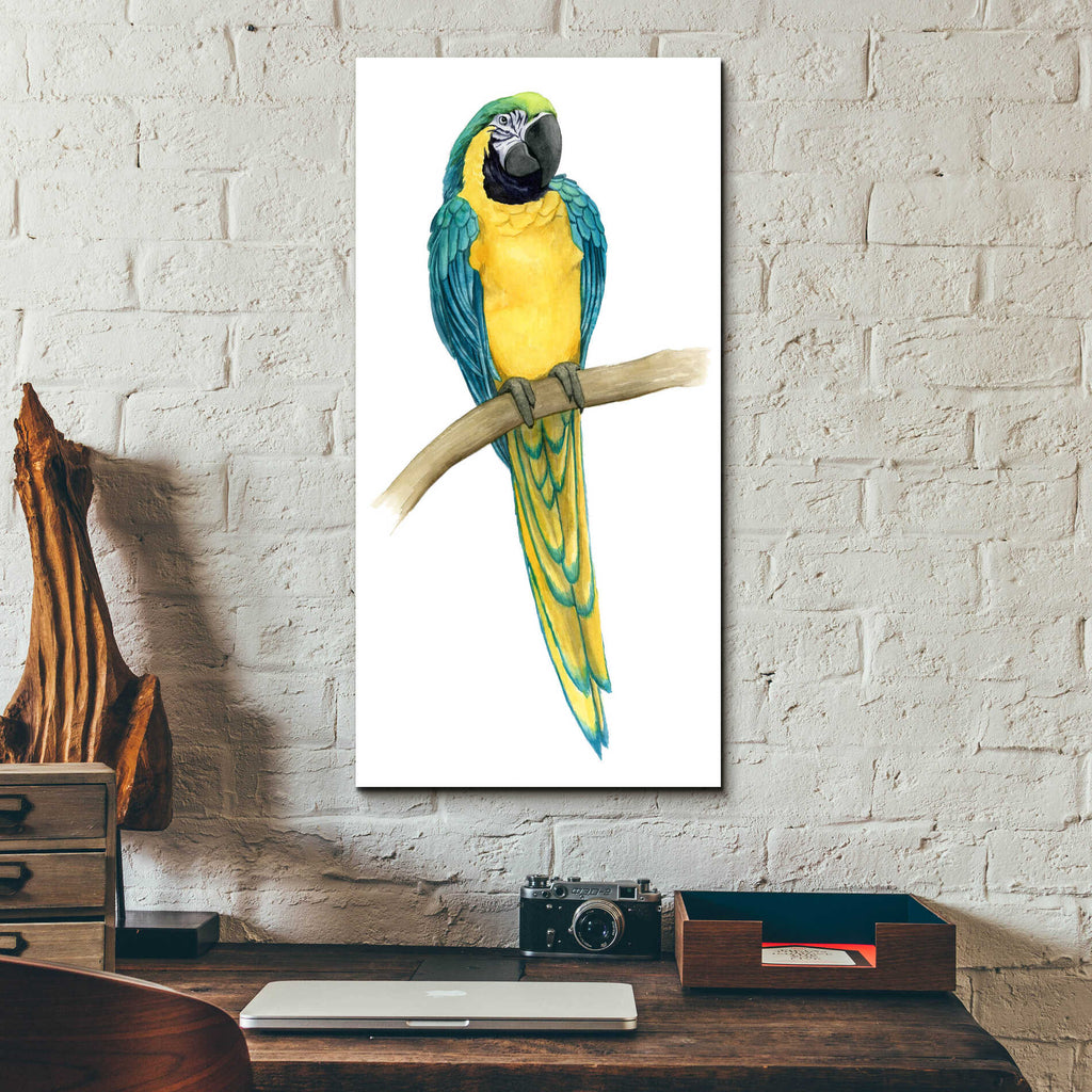 Epic Art 'Teal Macaw II' by Grace Popp, Acrylic Glass Wall Art,12x24