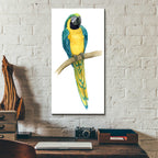 Epic Art 'Teal Macaw II' by Grace Popp, Acrylic Glass Wall Art,12x24