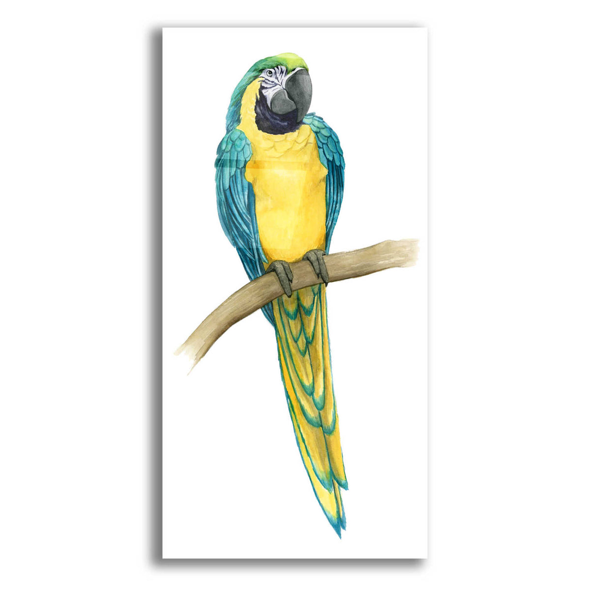 Epic Art 'Teal Macaw II' by Grace Popp, Acrylic Glass Wall Art