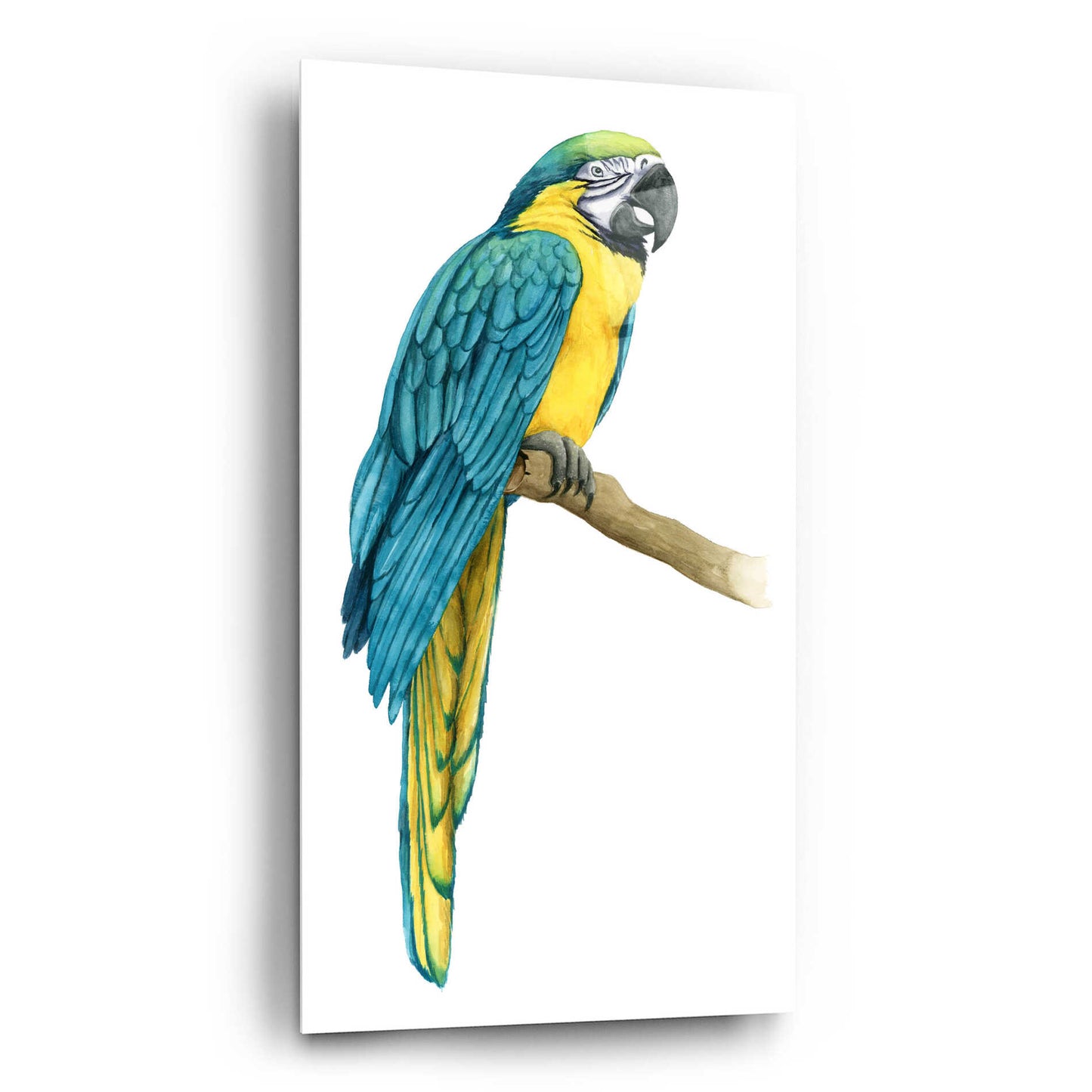 Epic Art 'Teal Macaw I' by Grace Popp, Acrylic Glass Wall Art,12x24