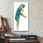 Epic Art 'Teal Macaw I' by Grace Popp, Acrylic Glass Wall Art,12x24