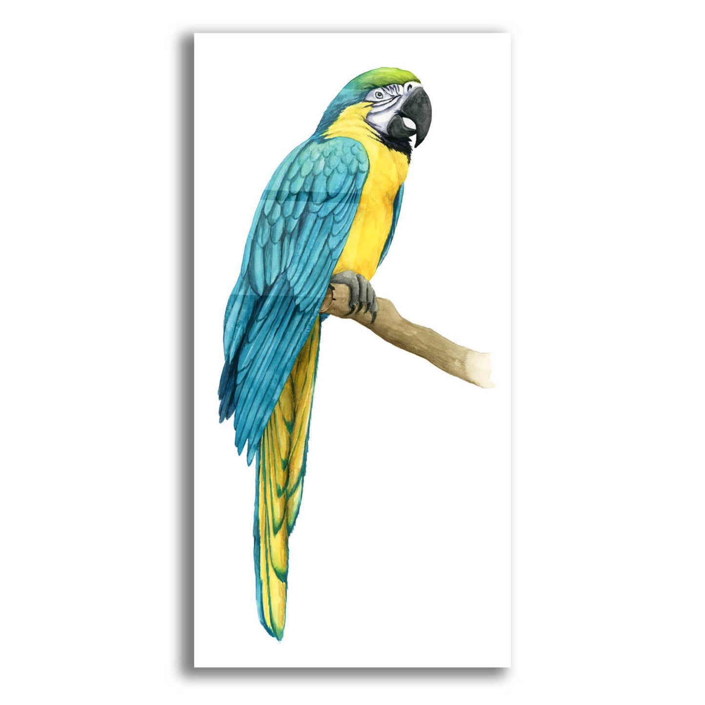 Epic Art 'Teal Macaw I' by Grace Popp, Acrylic Glass Wall Art