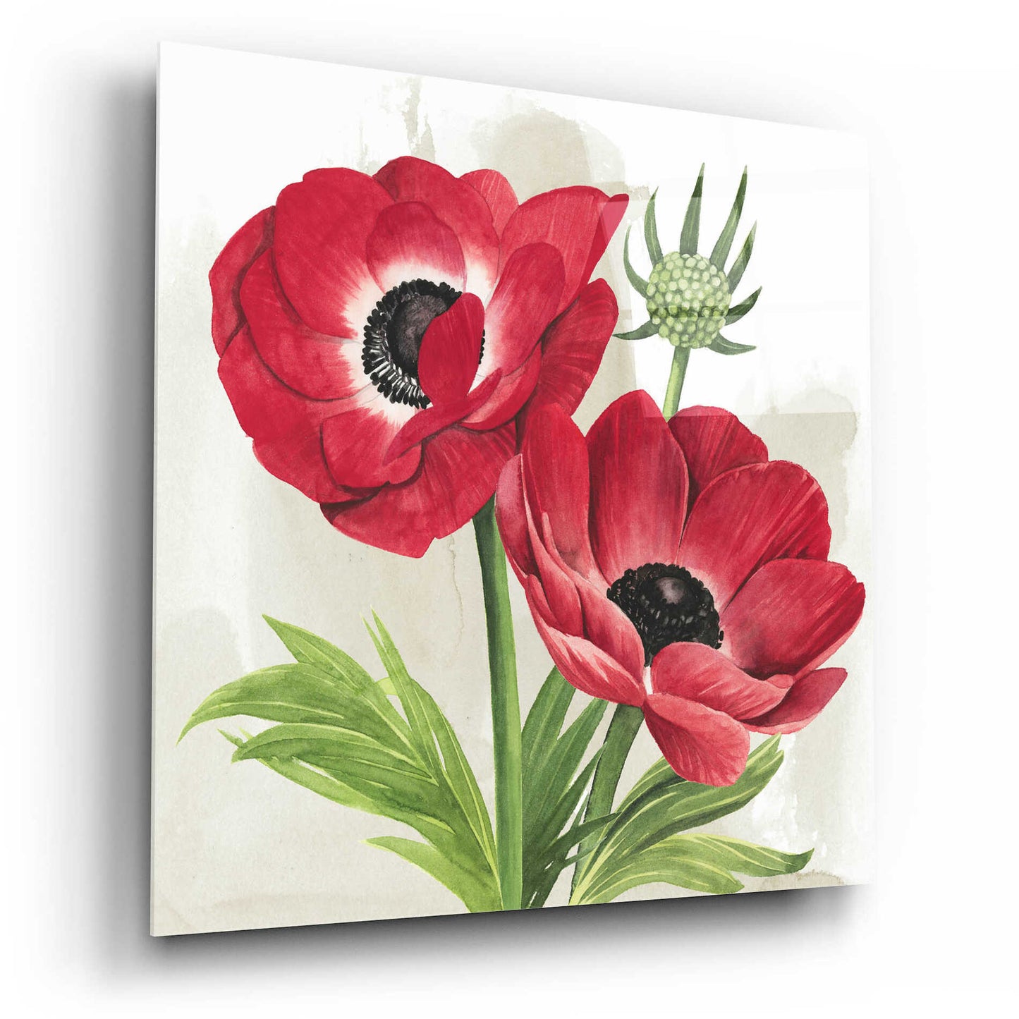 Epic Art 'Crimson Anemones I' by Grace Popp, Acrylic Glass Wall Art,12x12