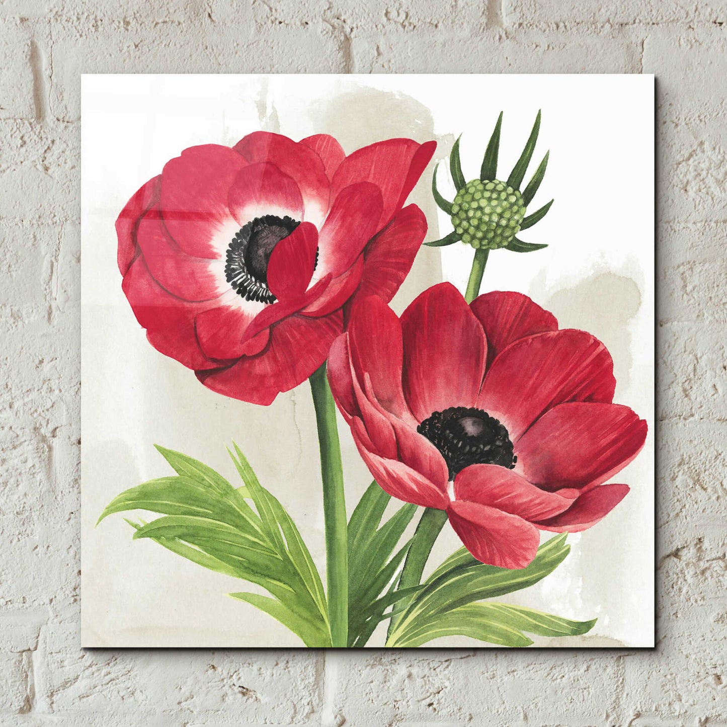 Epic Art 'Crimson Anemones I' by Grace Popp, Acrylic Glass Wall Art,12x12