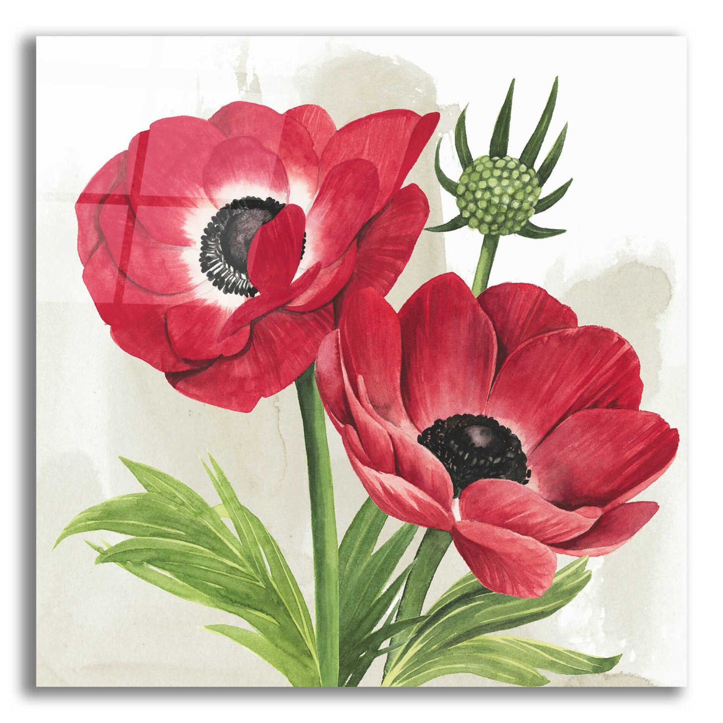 Epic Art 'Crimson Anemones I' by Grace Popp, Acrylic Glass Wall Art,12x12