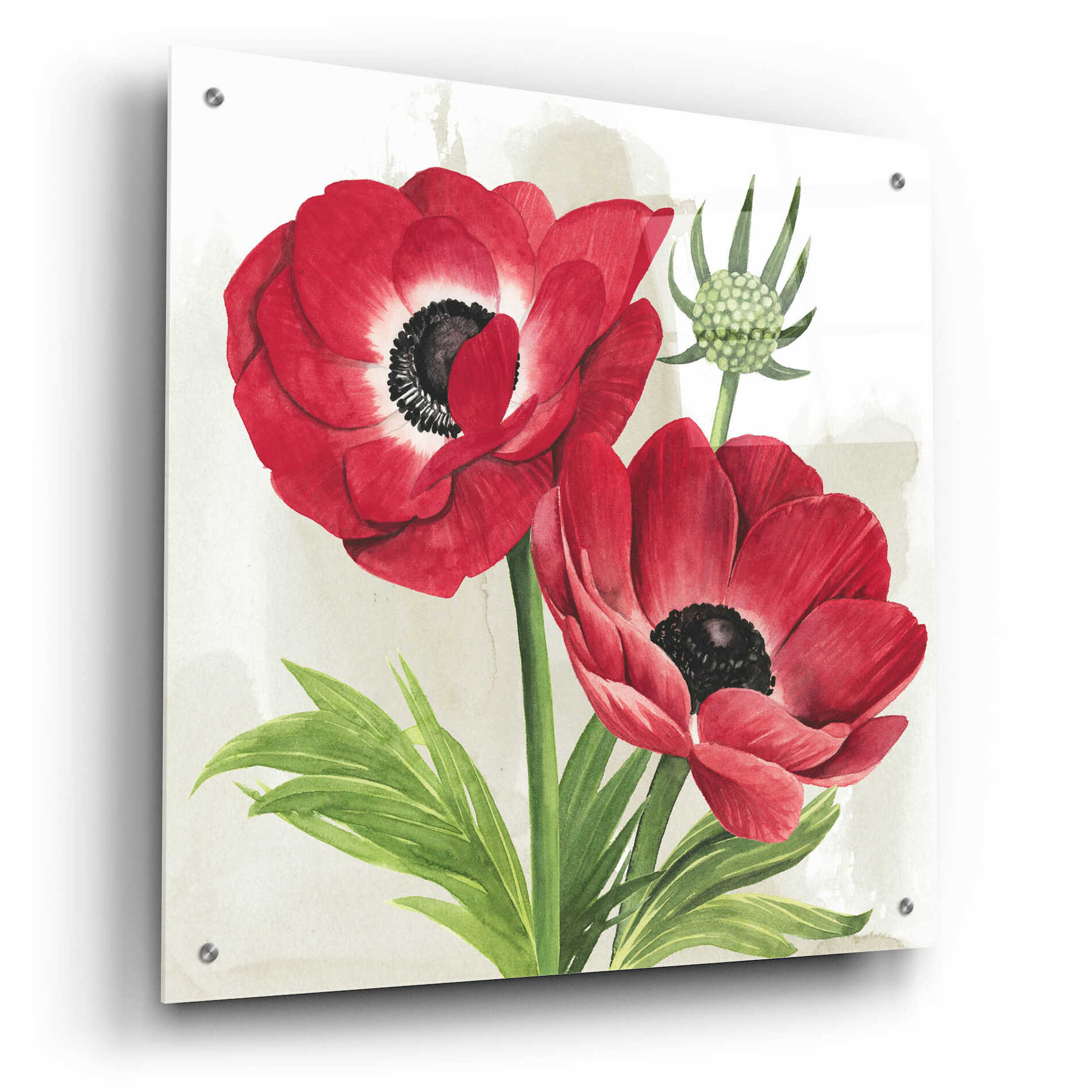 Epic Art 'Crimson Anemones I' by Grace Popp, Acrylic Glass Wall Art,24x24