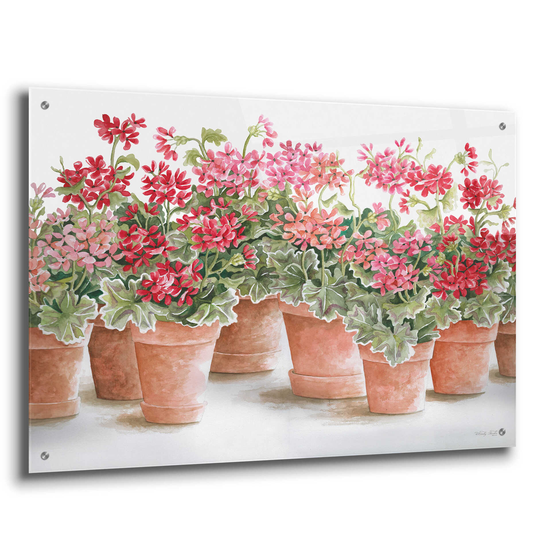 Epic Art 'Potted Geranium Mix I' by Cindy Jacobs, Acrylic Glass Wall Art,36x24