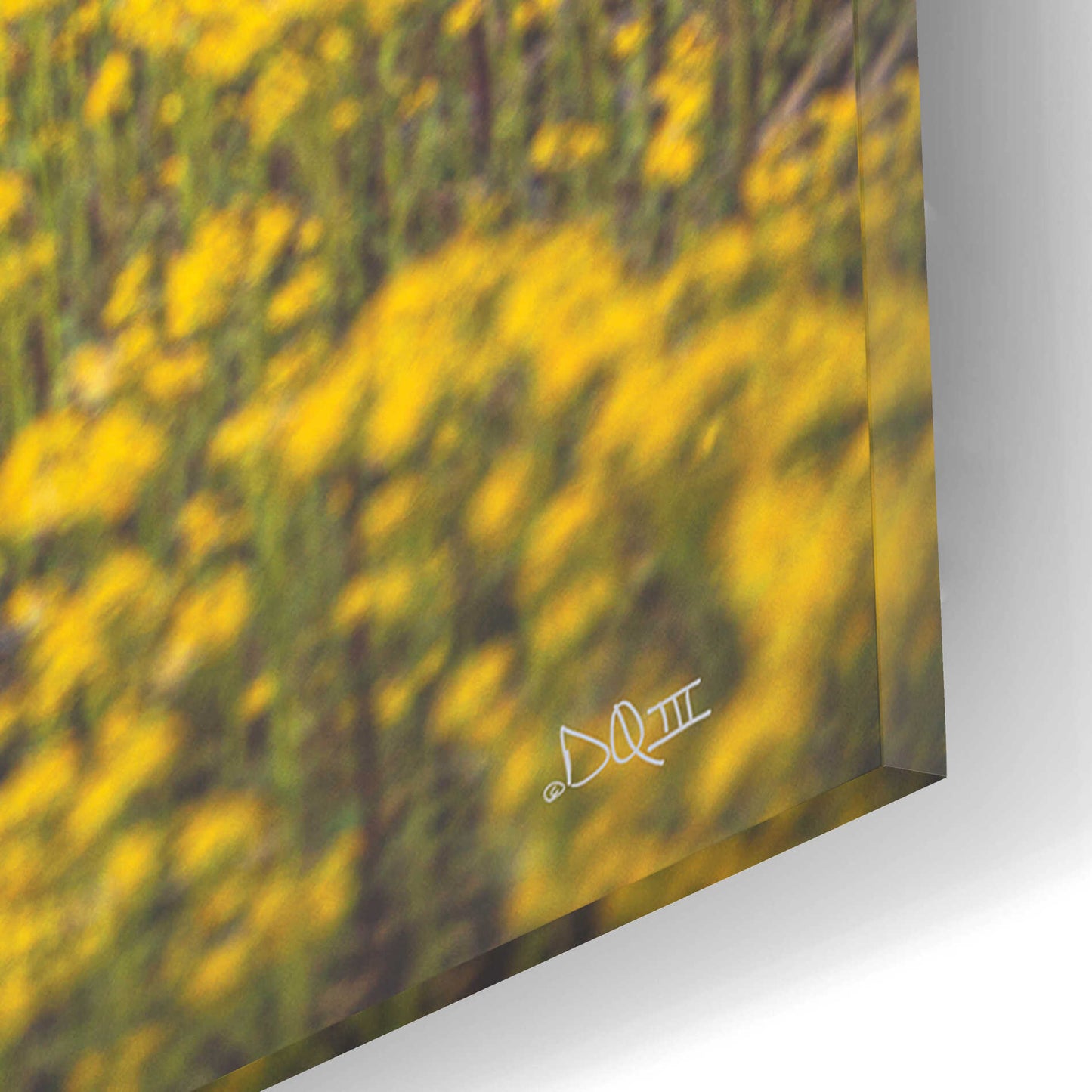 Epic Art 'Field Of Yellow I' by Donnie Quillen, Acrylic Glass Wall Art,12x16
