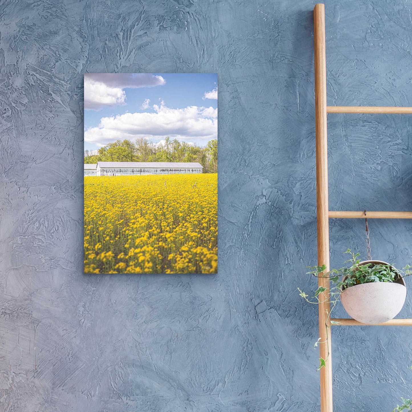 Epic Art 'Field Of Yellow I' by Donnie Quillen, Acrylic Glass Wall Art,16x24