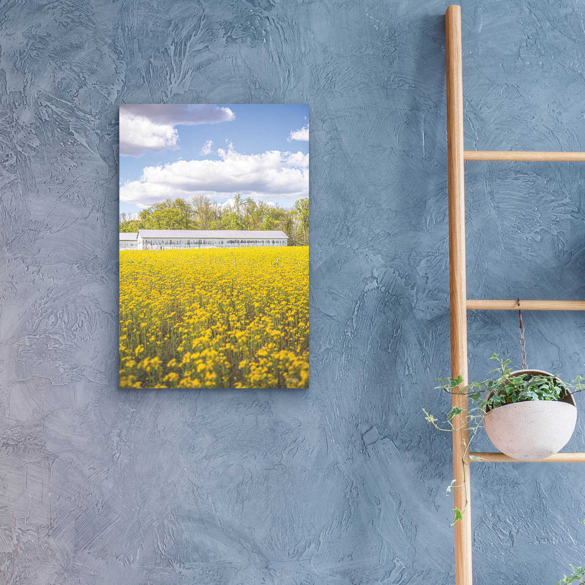 Epic Art 'Field Of Yellow I' by Donnie Quillen, Acrylic Glass Wall Art,16x24