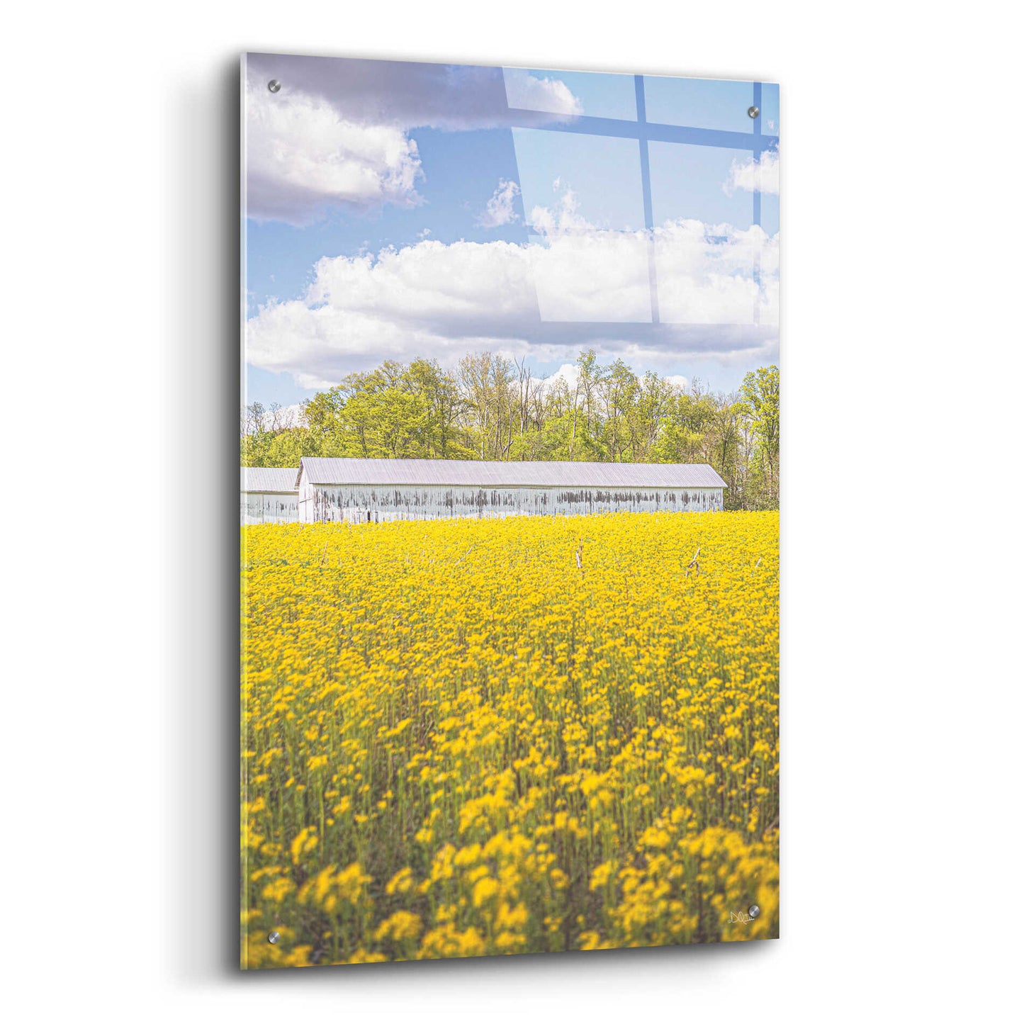 Epic Art 'Field Of Yellow I' by Donnie Quillen, Acrylic Glass Wall Art,24x36