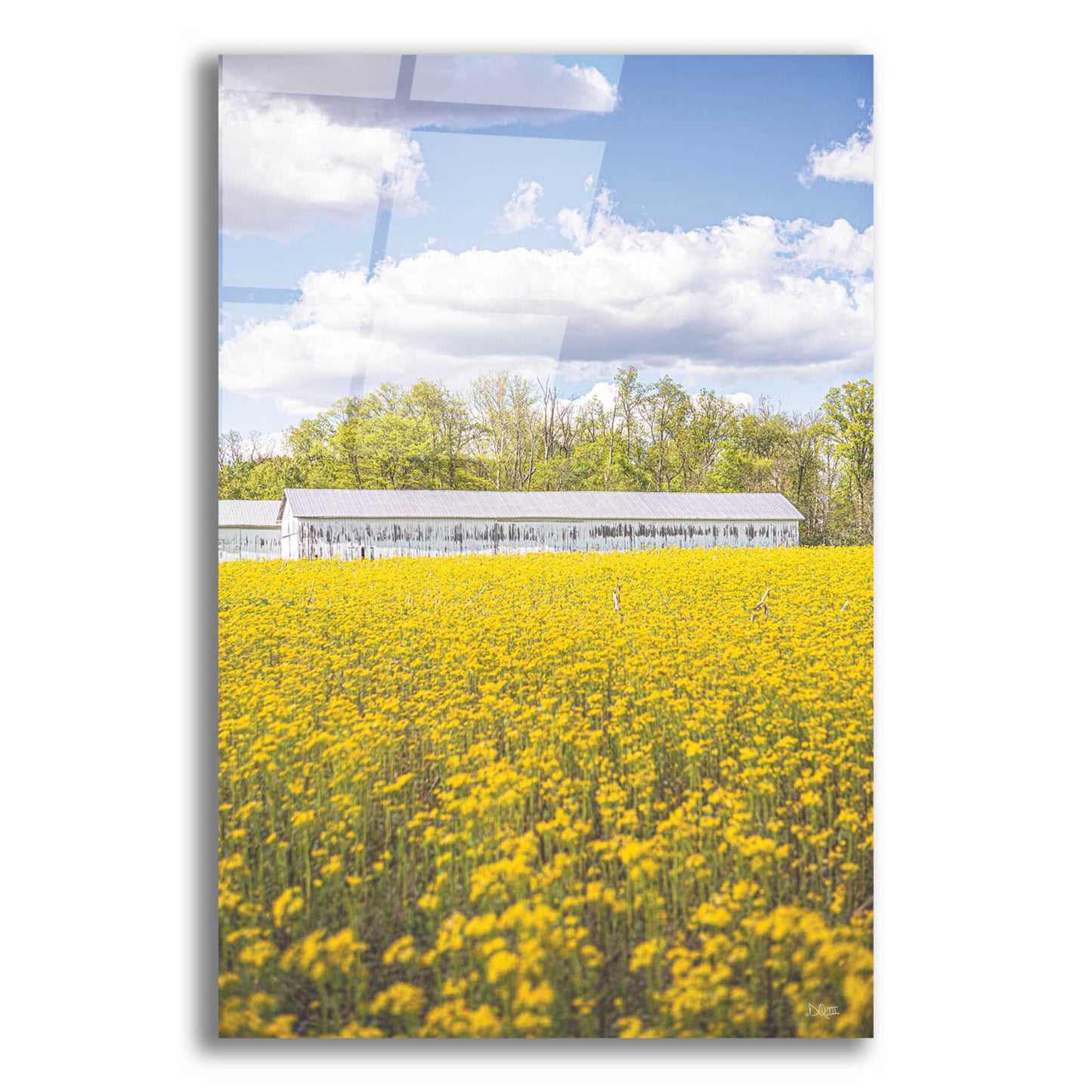 Epic Art 'Field Of Yellow I' by Donnie Quillen, Acrylic Glass Wall Art