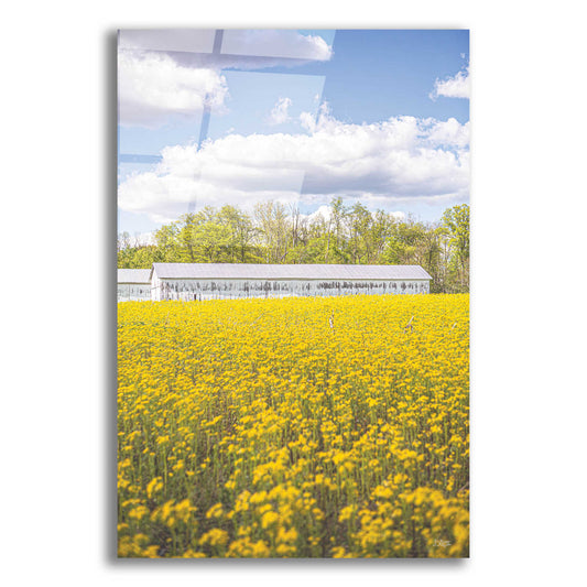 Epic Art 'Field Of Yellow I' by Donnie Quillen, Acrylic Glass Wall Art