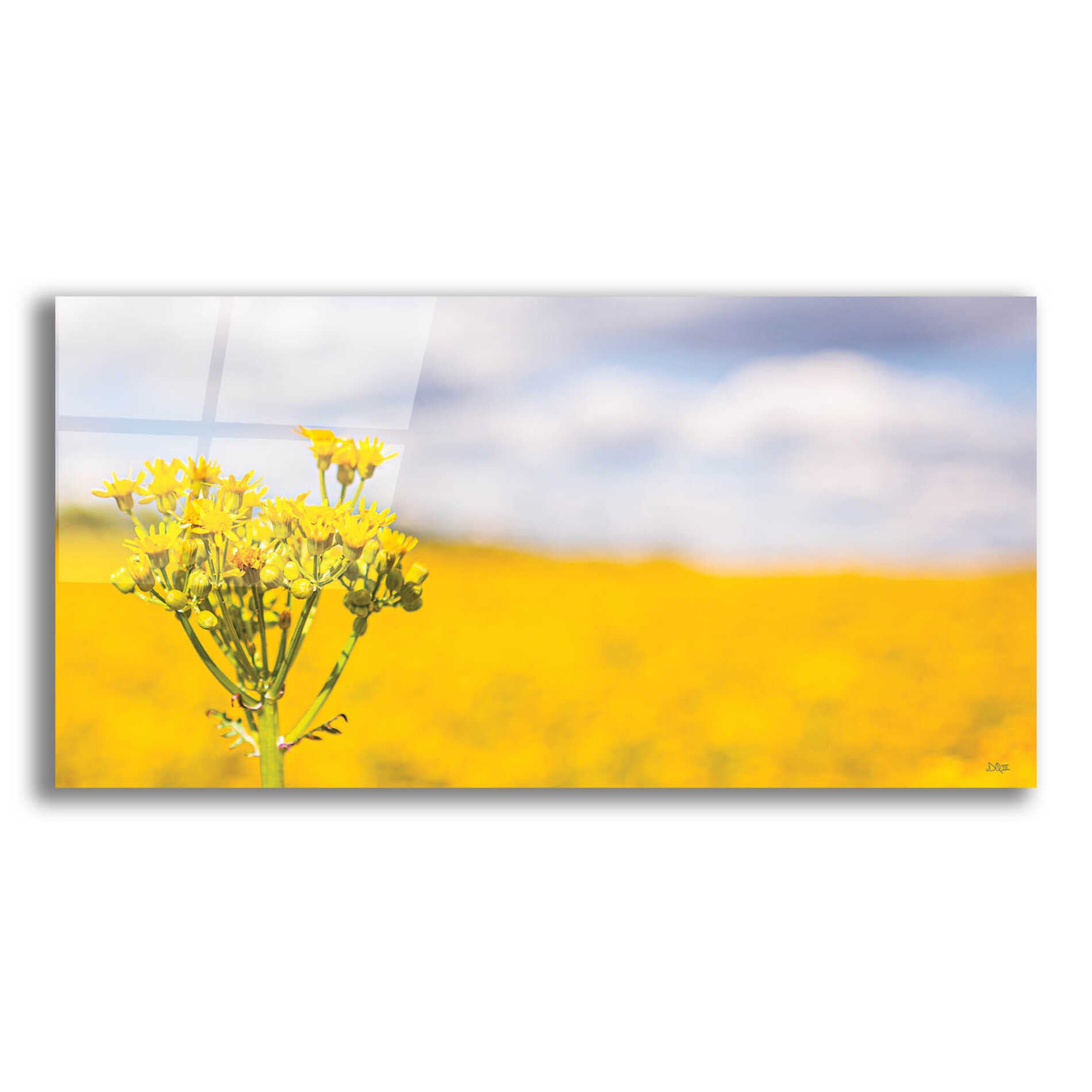 Epic Art 'Field Of Yellow II' by Donnie Quillen, Acrylic Glass Wall Art,24x12