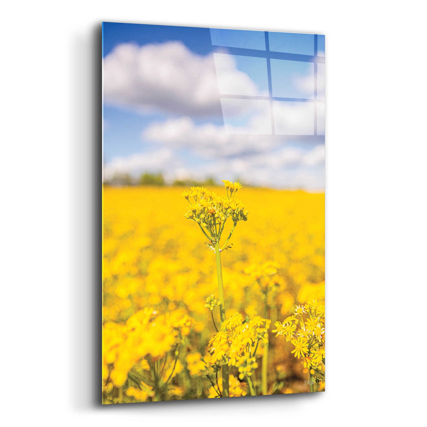 Epic Art 'Field Of Yellow III' by Donnie Quillen, Acrylic Glass Wall Art,12x16