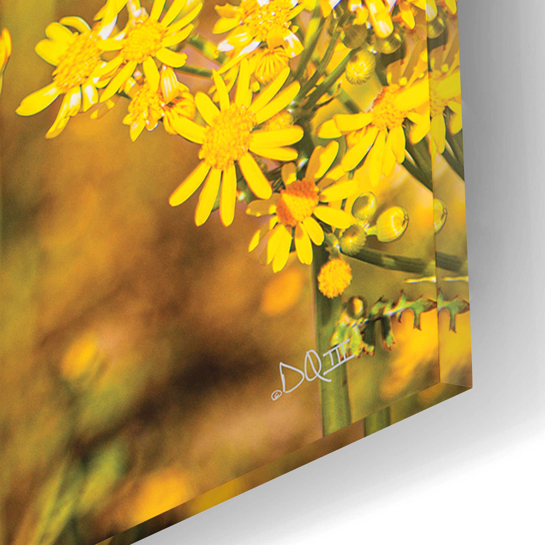 Epic Art 'Field Of Yellow III' by Donnie Quillen, Acrylic Glass Wall Art,12x16