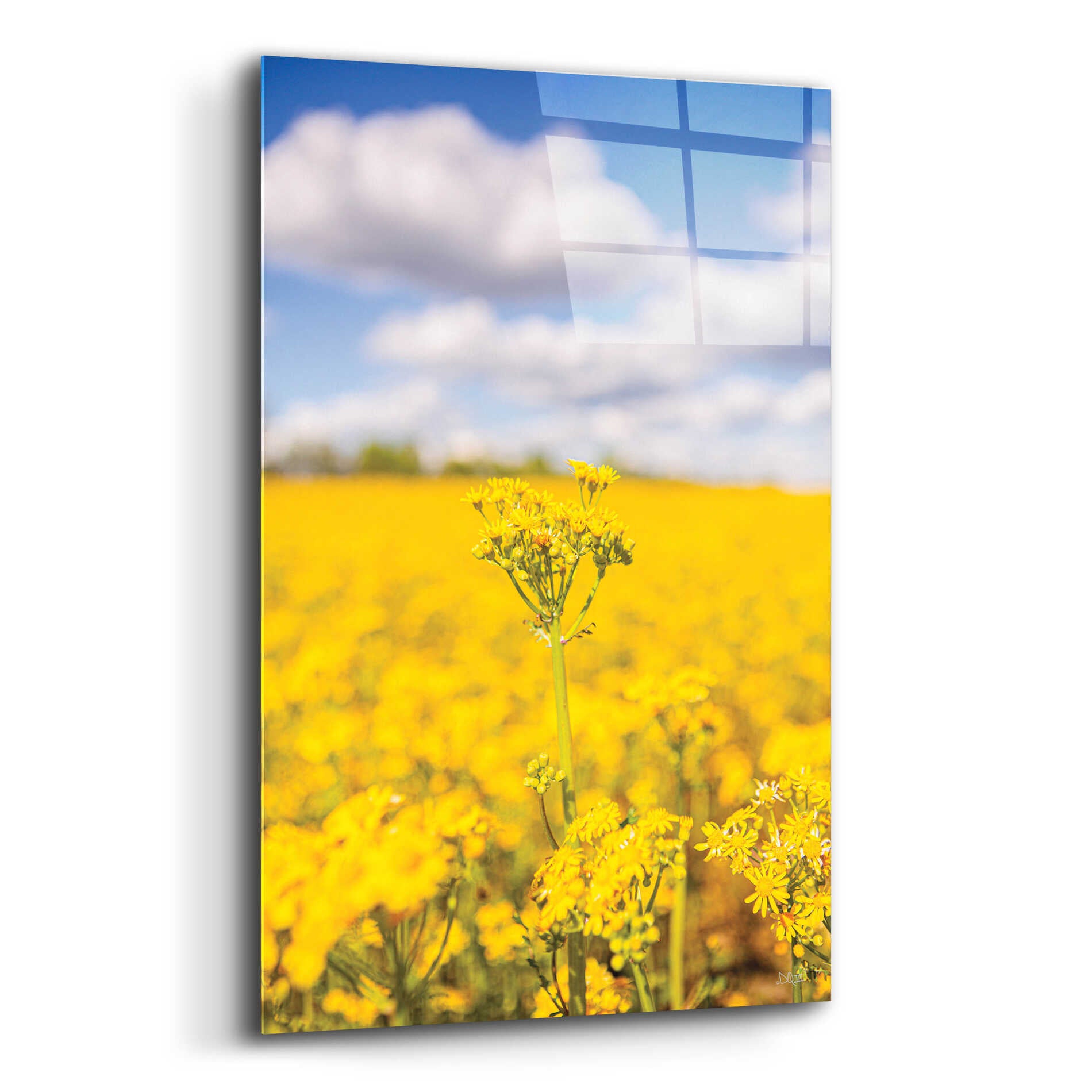 Epic Art 'Field Of Yellow III' by Donnie Quillen, Acrylic Glass Wall Art,16x24