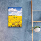 Epic Art 'Field Of Yellow III' by Donnie Quillen, Acrylic Glass Wall Art,16x24