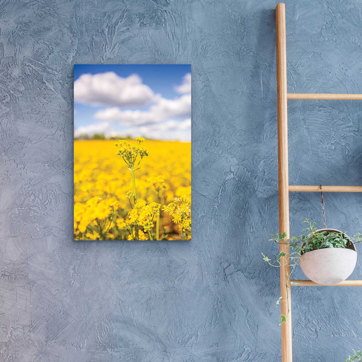 Epic Art 'Field Of Yellow III' by Donnie Quillen, Acrylic Glass Wall Art,16x24