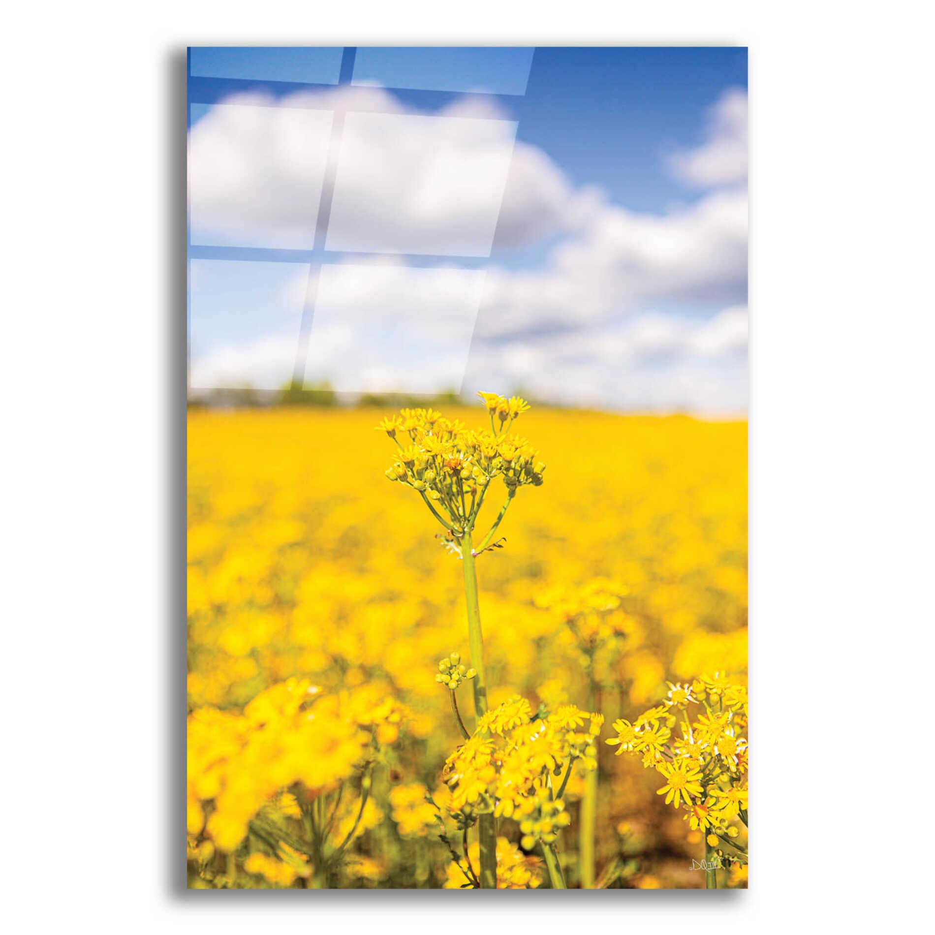 Epic Art 'Field Of Yellow III' by Donnie Quillen, Acrylic Glass Wall Art