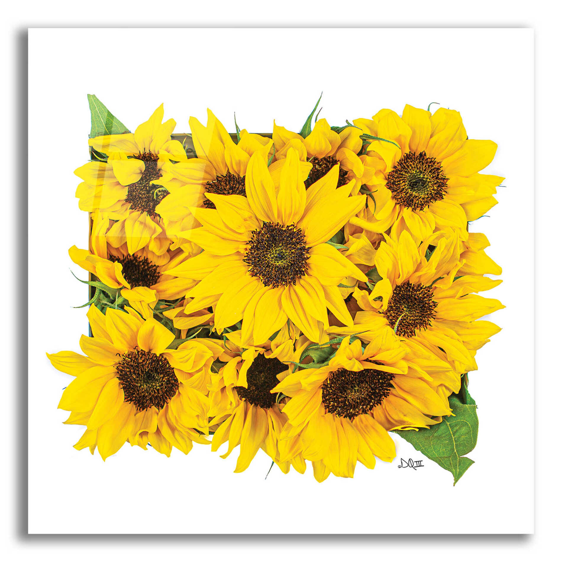 Epic Art 'Sunflower Bouquet' by Donnie Quillen, Acrylic Glass Wall Art