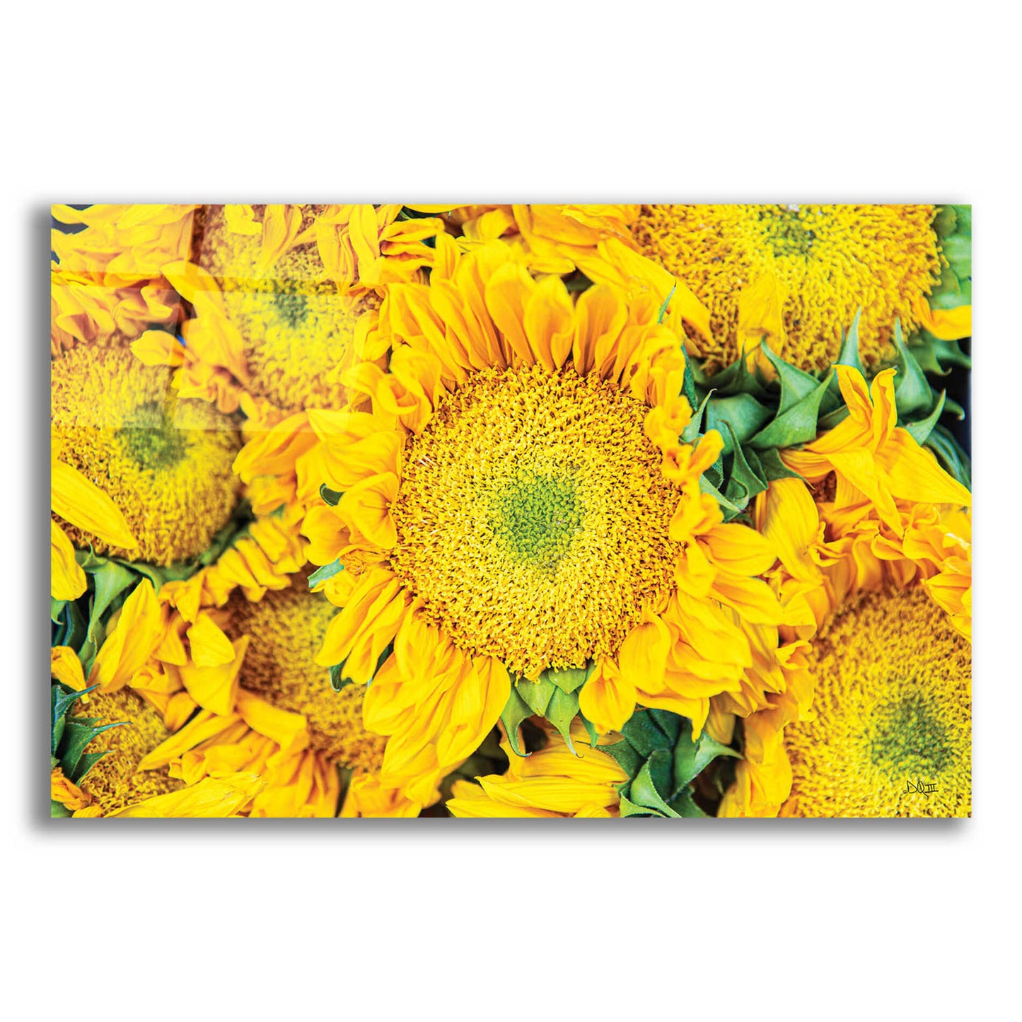 Epic Art 'Sunflower Summer' by Donnie Quillen, Acrylic Glass Wall Art,16x12