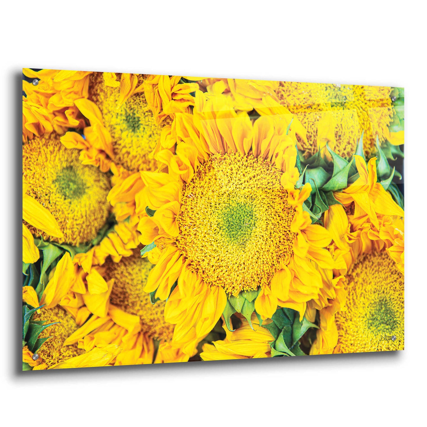 Epic Art 'Sunflower Summer' by Donnie Quillen, Acrylic Glass Wall Art,36x24