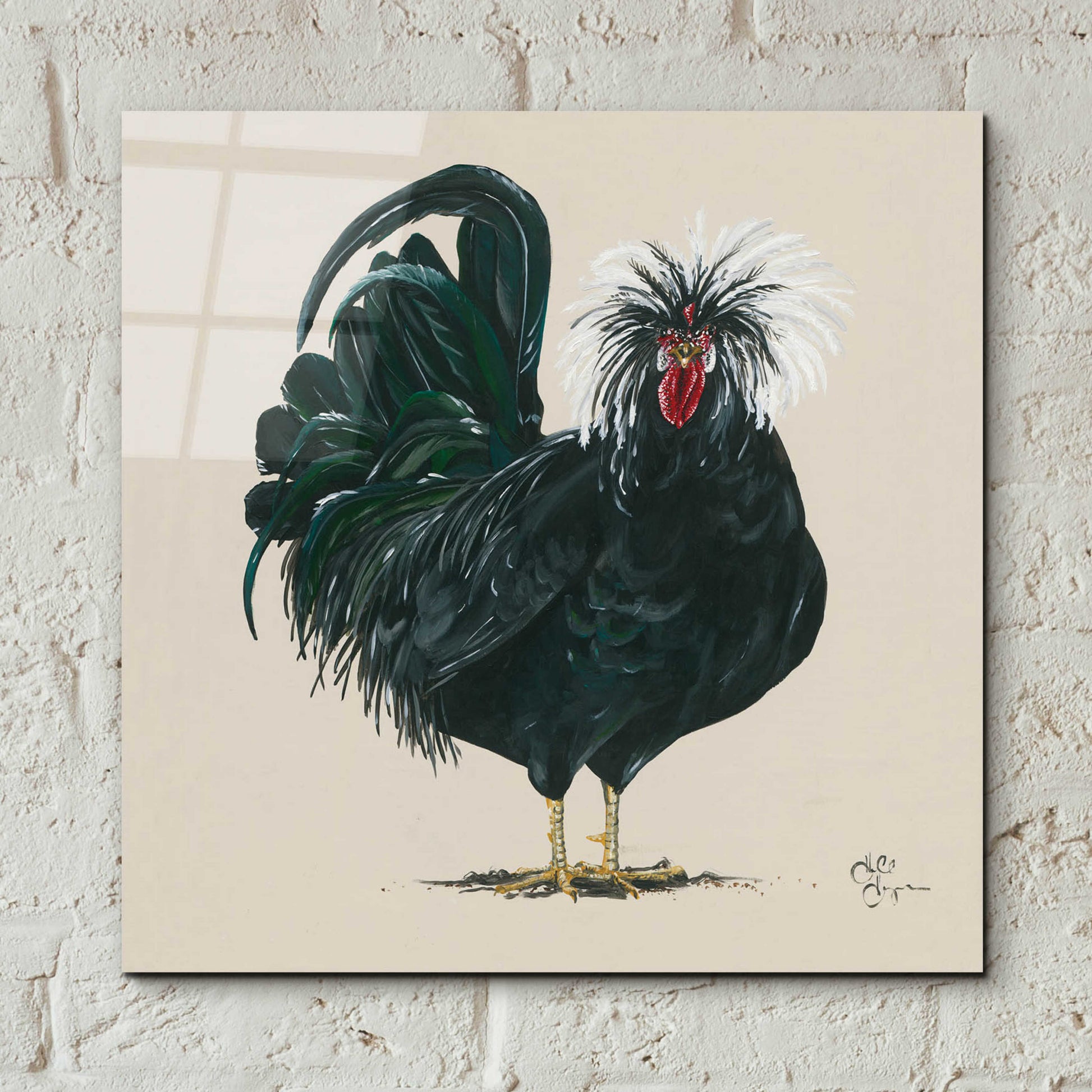 Epic Art 'Chicken' by Hollihocks Art, Acrylic Glass Wall Art,12x12