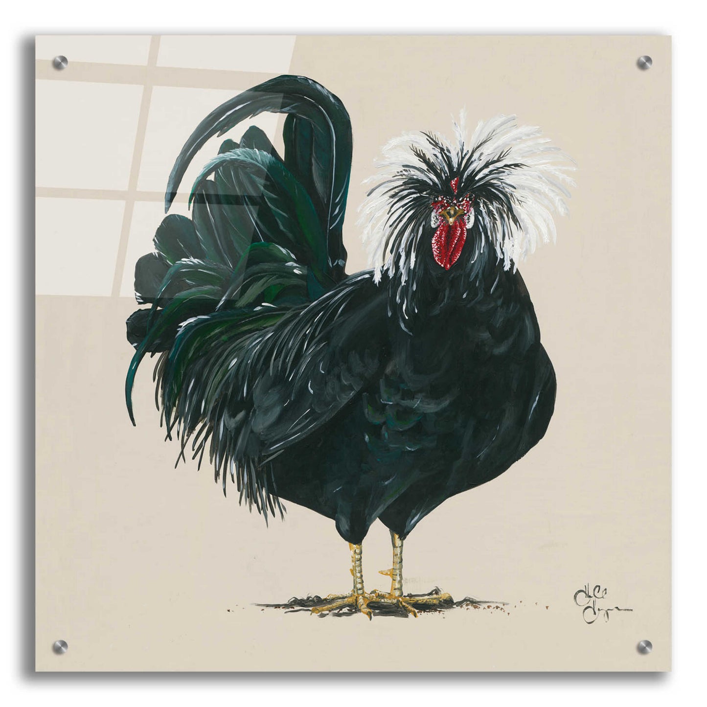 Epic Art 'Chicken' by Hollihocks Art, Acrylic Glass Wall Art,24x24