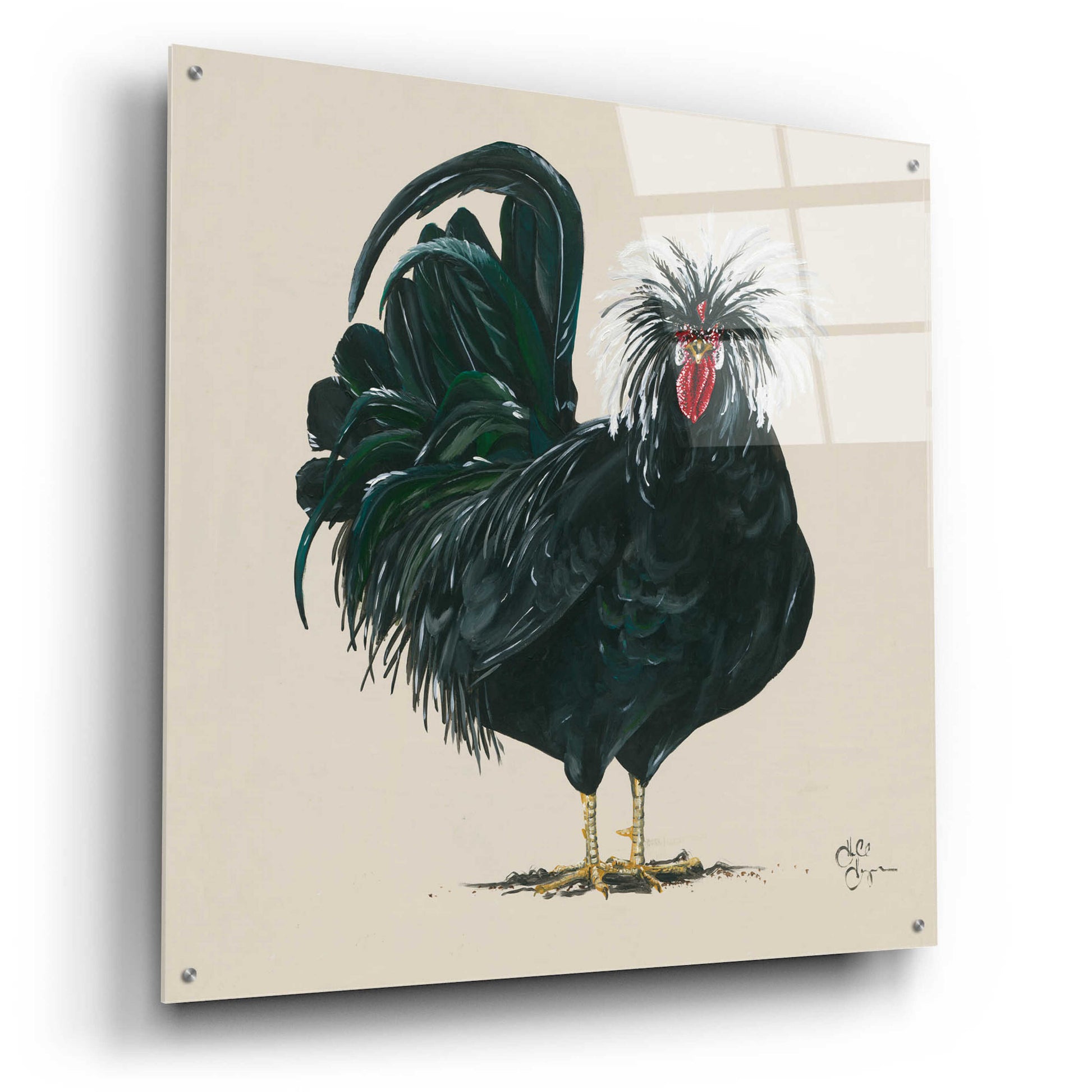 Epic Art 'Chicken' by Hollihocks Art, Acrylic Glass Wall Art,36x36