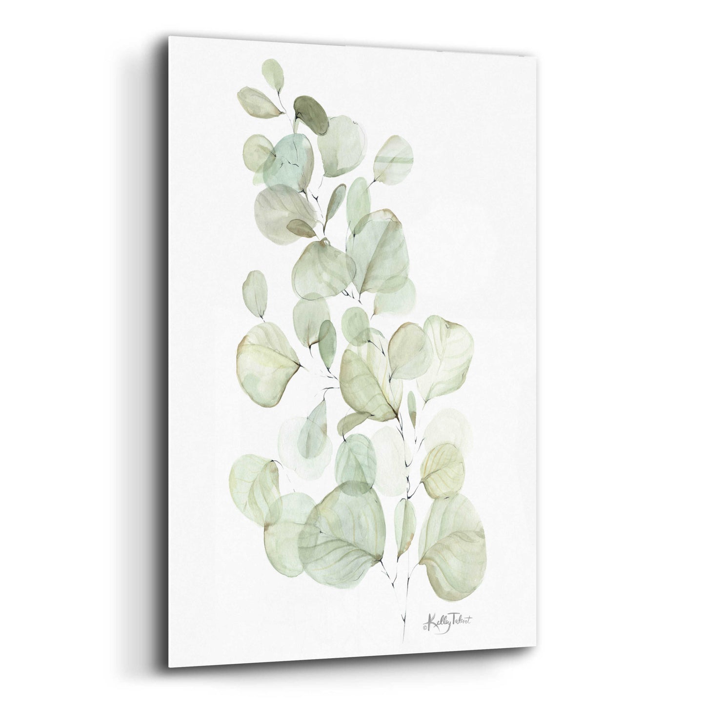 Epic Art 'Silver Dollar Eucalyptus' by Kelley Talent, Acrylic Glass Wall Art,16x24