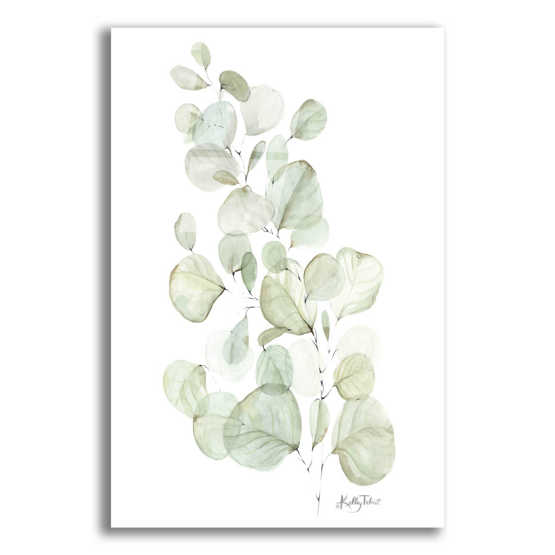 Epic Art 'Silver Dollar Eucalyptus' by Kelley Talent, Acrylic Glass Wall Art,16x24