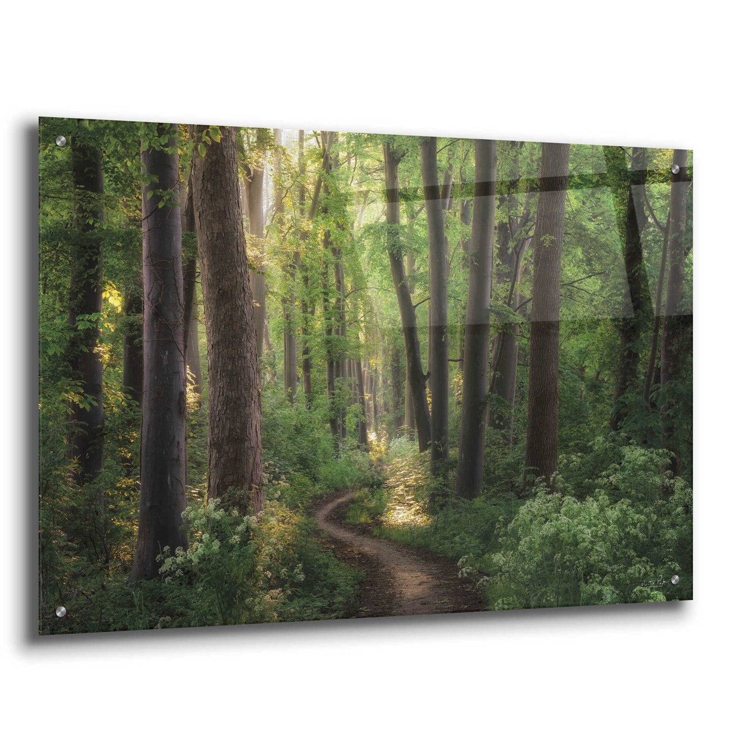 Epic Art 'Spring Chaos' by Martin Podt, Acrylic Glass Wall Art,36x24