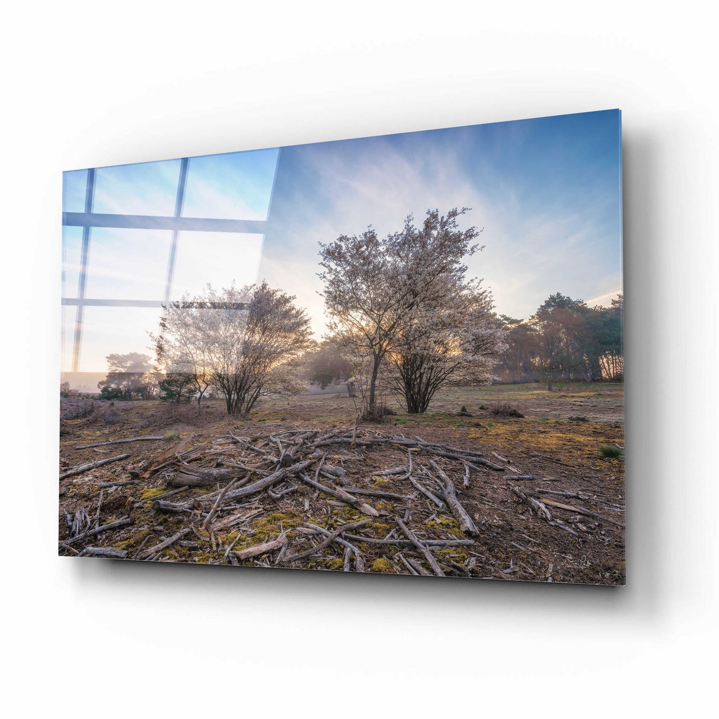 Epic Art 'Spring Bushes at Sunrise' by Martin Podt, Acrylic Glass Wall Art,16x12