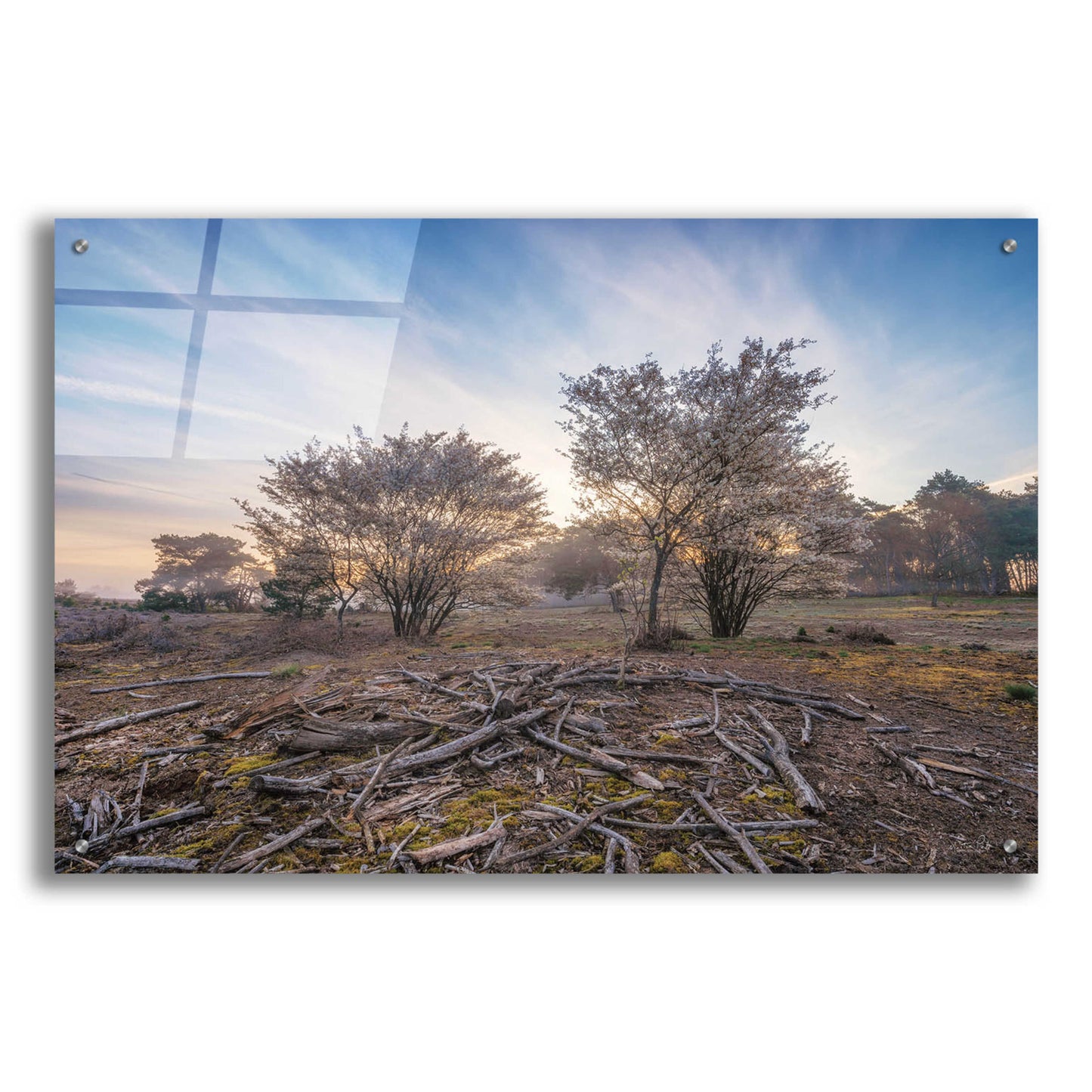 Epic Art 'Spring Bushes at Sunrise' by Martin Podt, Acrylic Glass Wall Art,36x24