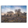Epic Art 'Spring Bushes at Sunrise' by Martin Podt, Acrylic Glass Wall Art