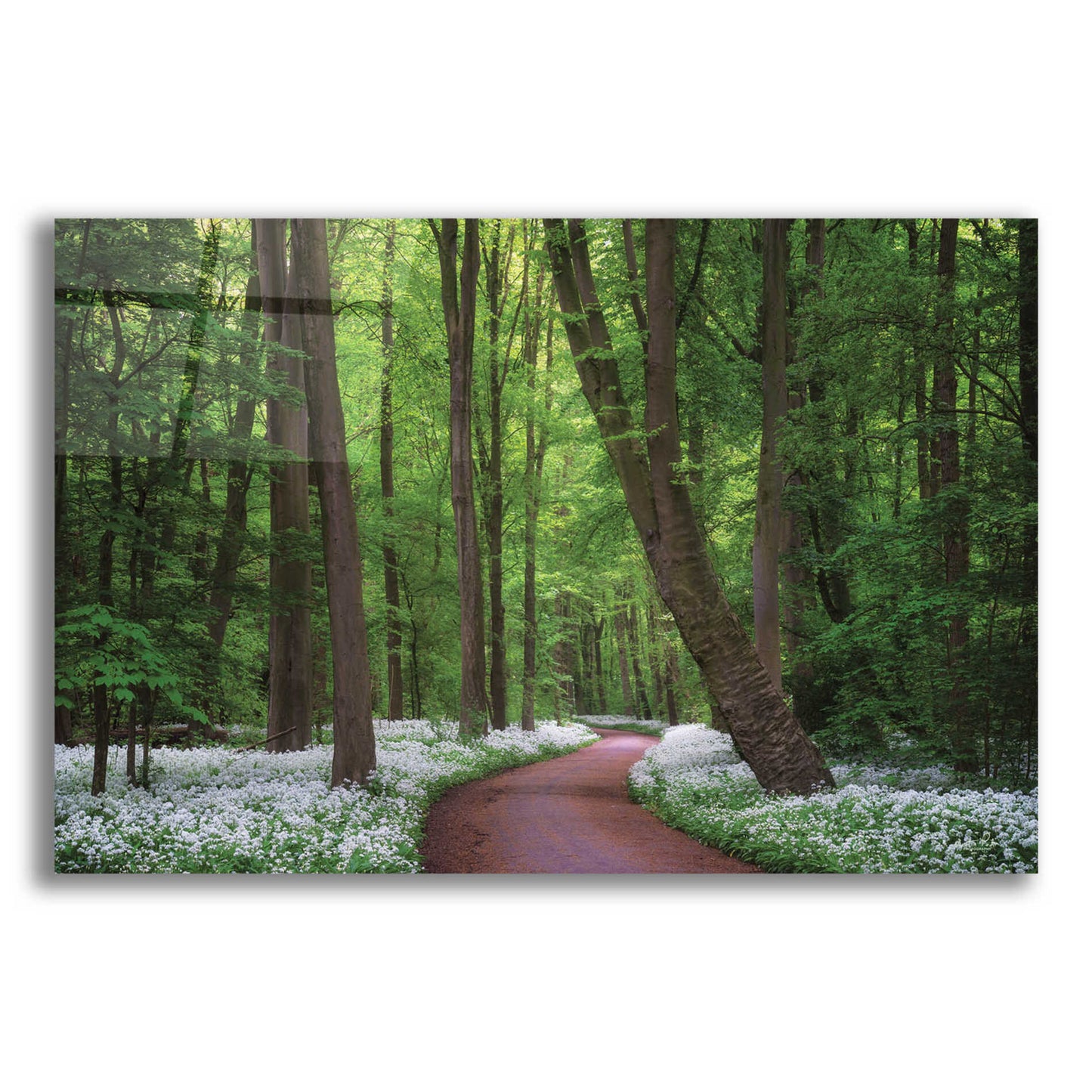 Epic Art 'Fragrant Road' by Martin Podt, Acrylic Glass Wall Art,16x12