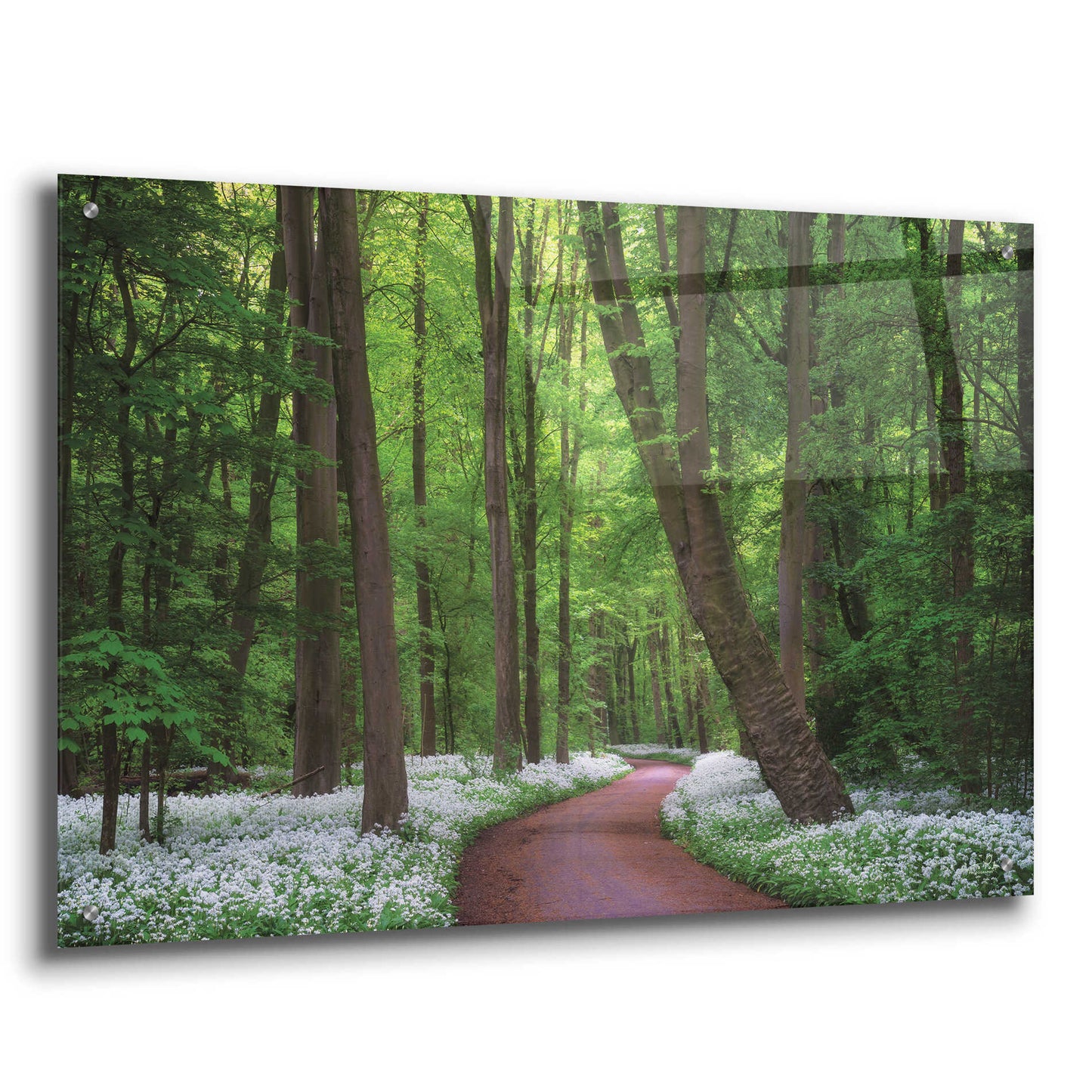 Epic Art 'Fragrant Road' by Martin Podt, Acrylic Glass Wall Art,36x24