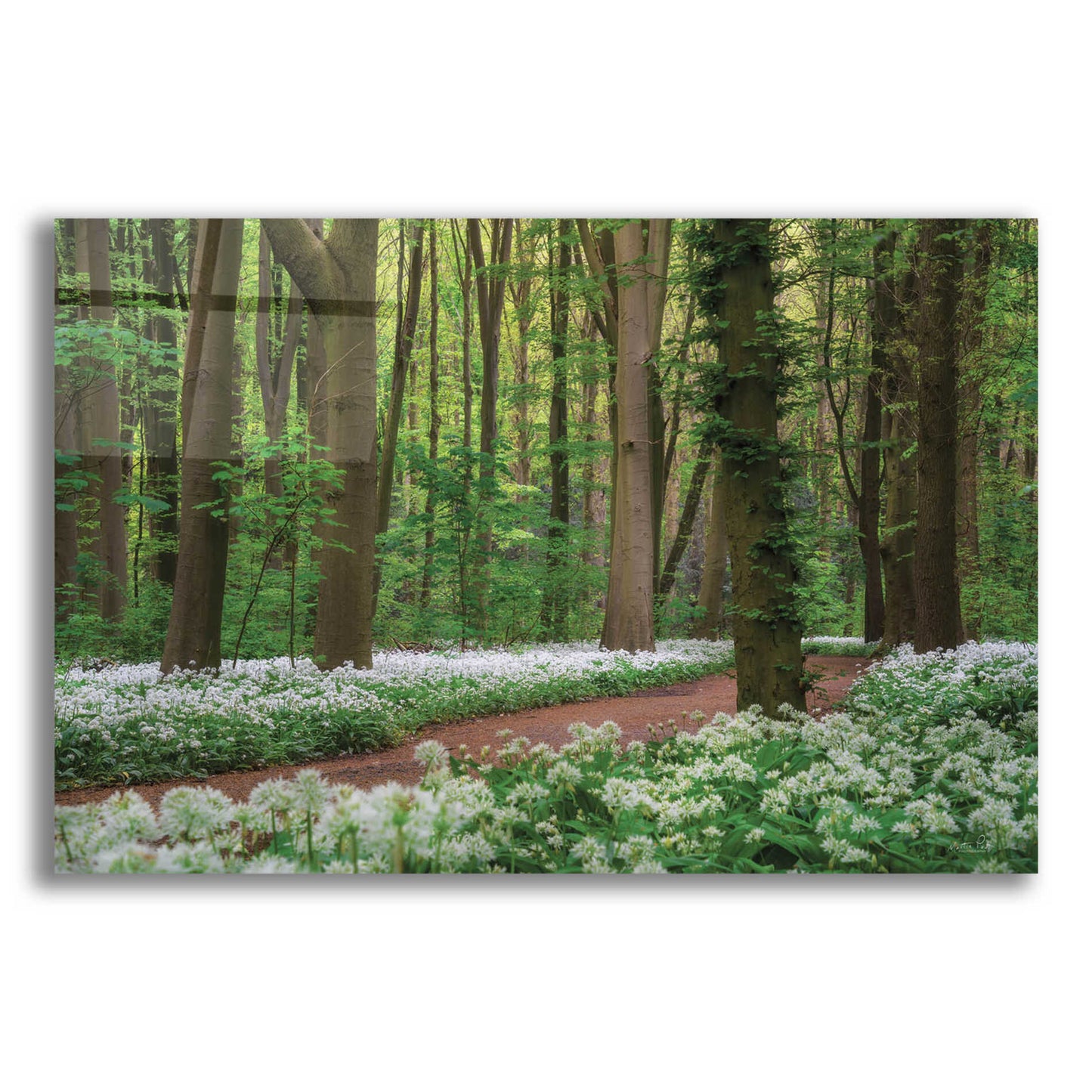 Epic Art 'White Carpet' by Martin Podt, Acrylic Glass Wall Art,16x12