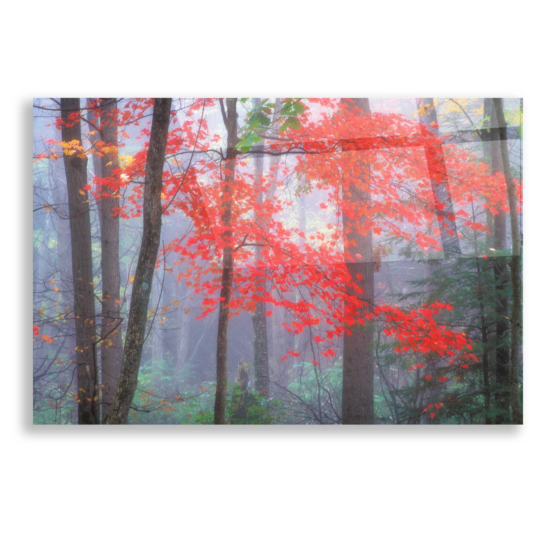 Epic Art 'Splash of Red' by Patrick Zephyr, Acrylic Glass Wall Art,16x12