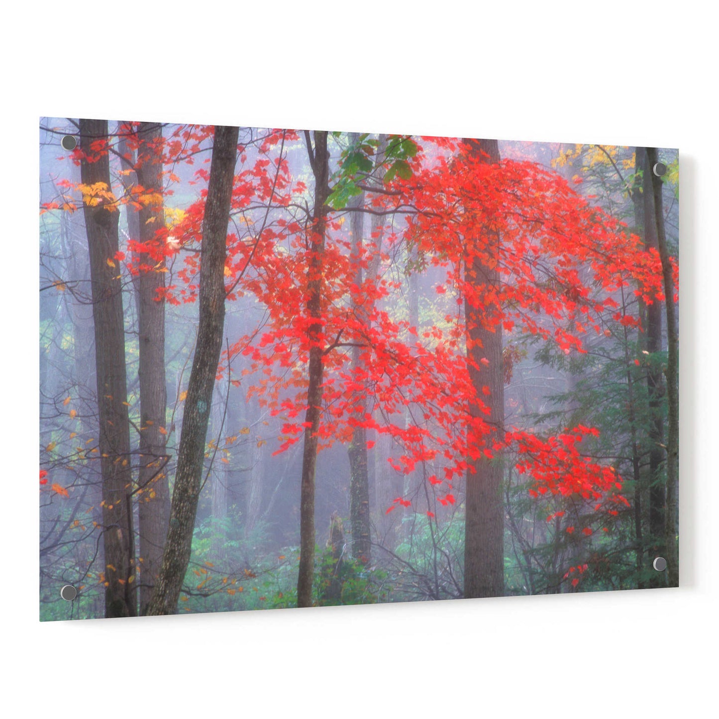 Epic Art 'Splash of Red' by Patrick Zephyr, Acrylic Glass Wall Art,36x24