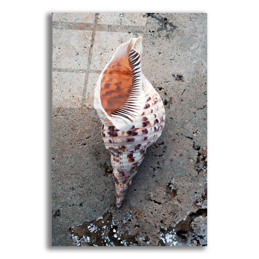 Epic Art 'Spotted Conch Shell' by Elena Ray, Acrylic Glass Wall Art