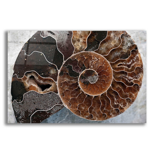Epic Art 'Ammonite Spiral' by Elena Ray, Acrylic Glass Wall Art